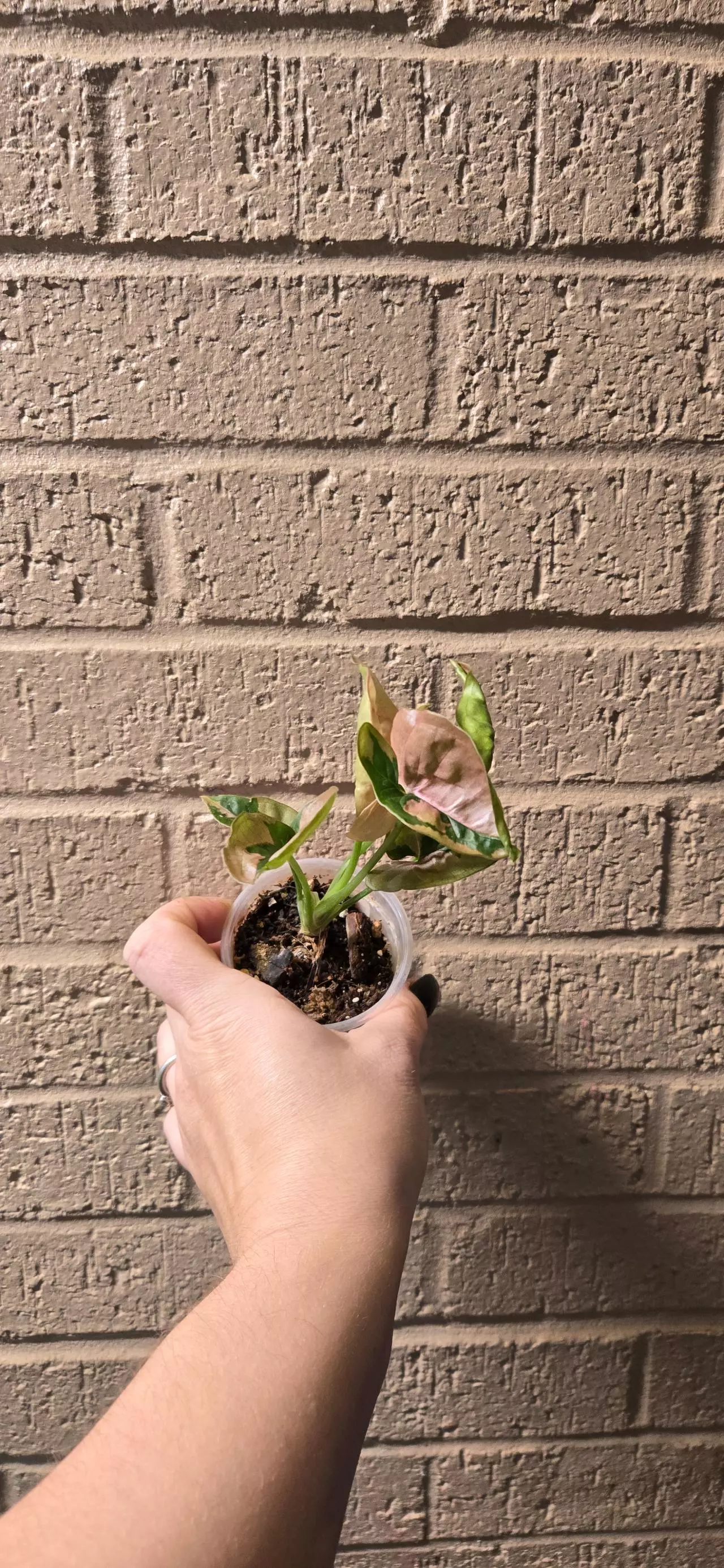 plant/Syngonium pink lava-2
