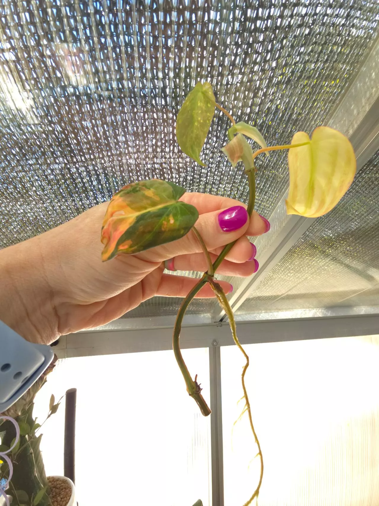 plant/Philodendron Micans Aurea Variegated #2-1