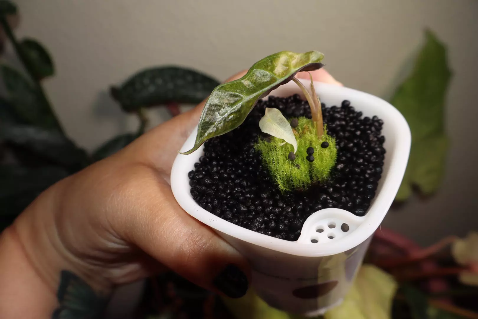 plant/Alocasia Amazonica Aurea-1