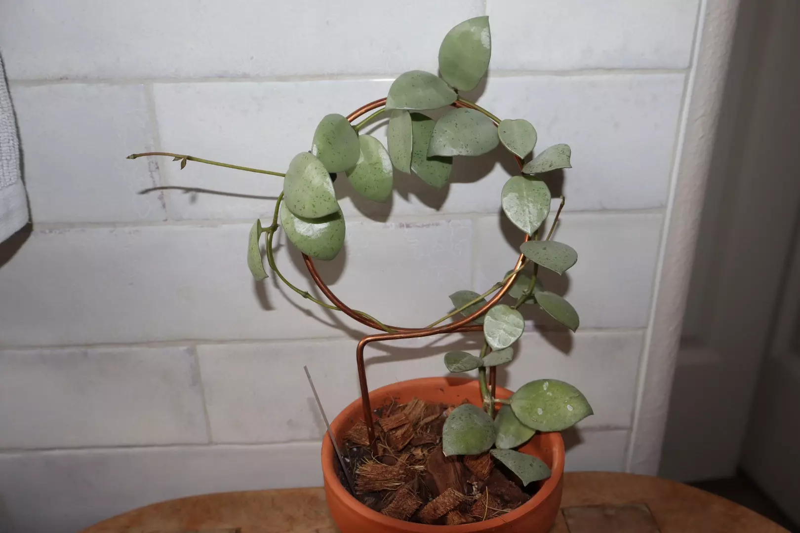 plant/Hoya Lacunosa Silver Mint Coin-2