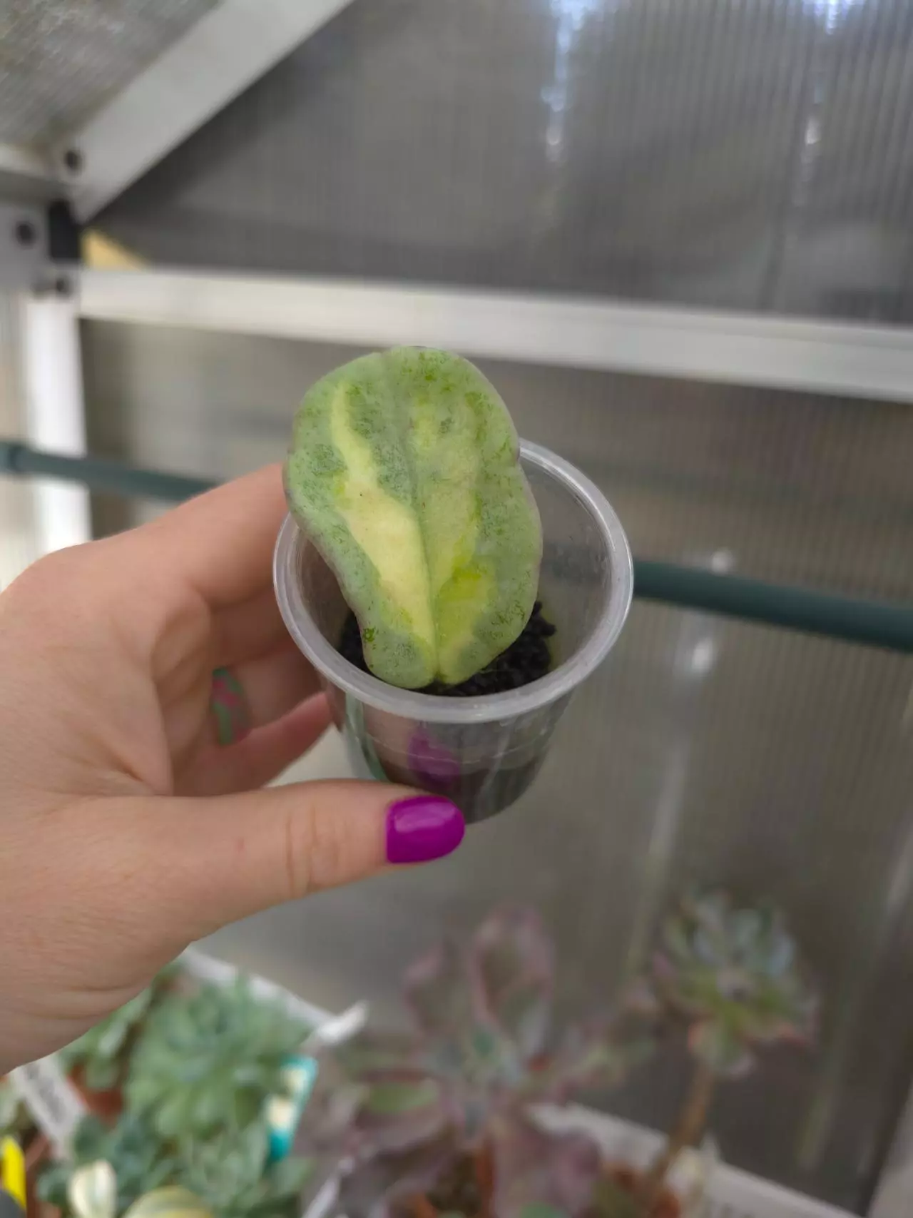 plant/Hoya Argentea Princess-0