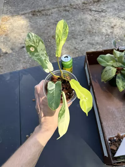 plant/Philodendron Florida Beauty x Bob Cee-0-thumbnail