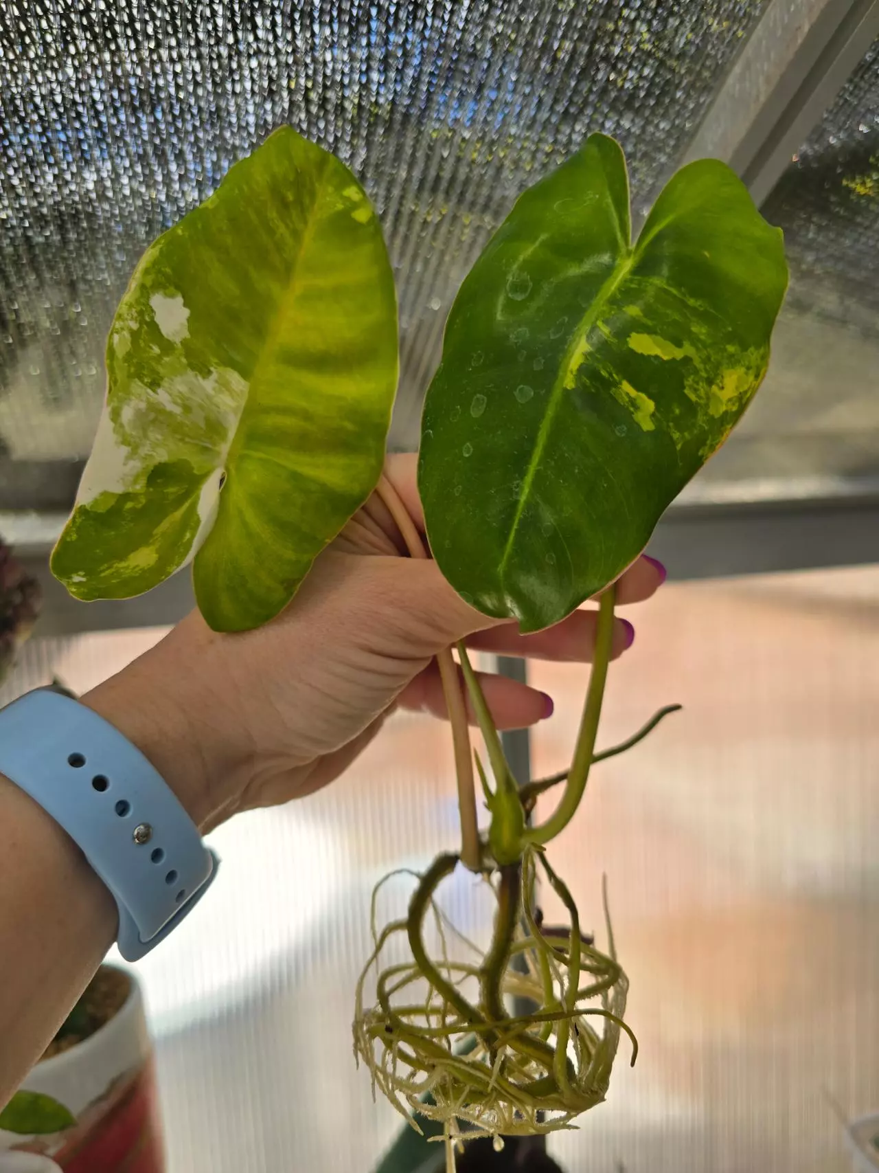 plant/Philodendron Burle Marx Variegated-0