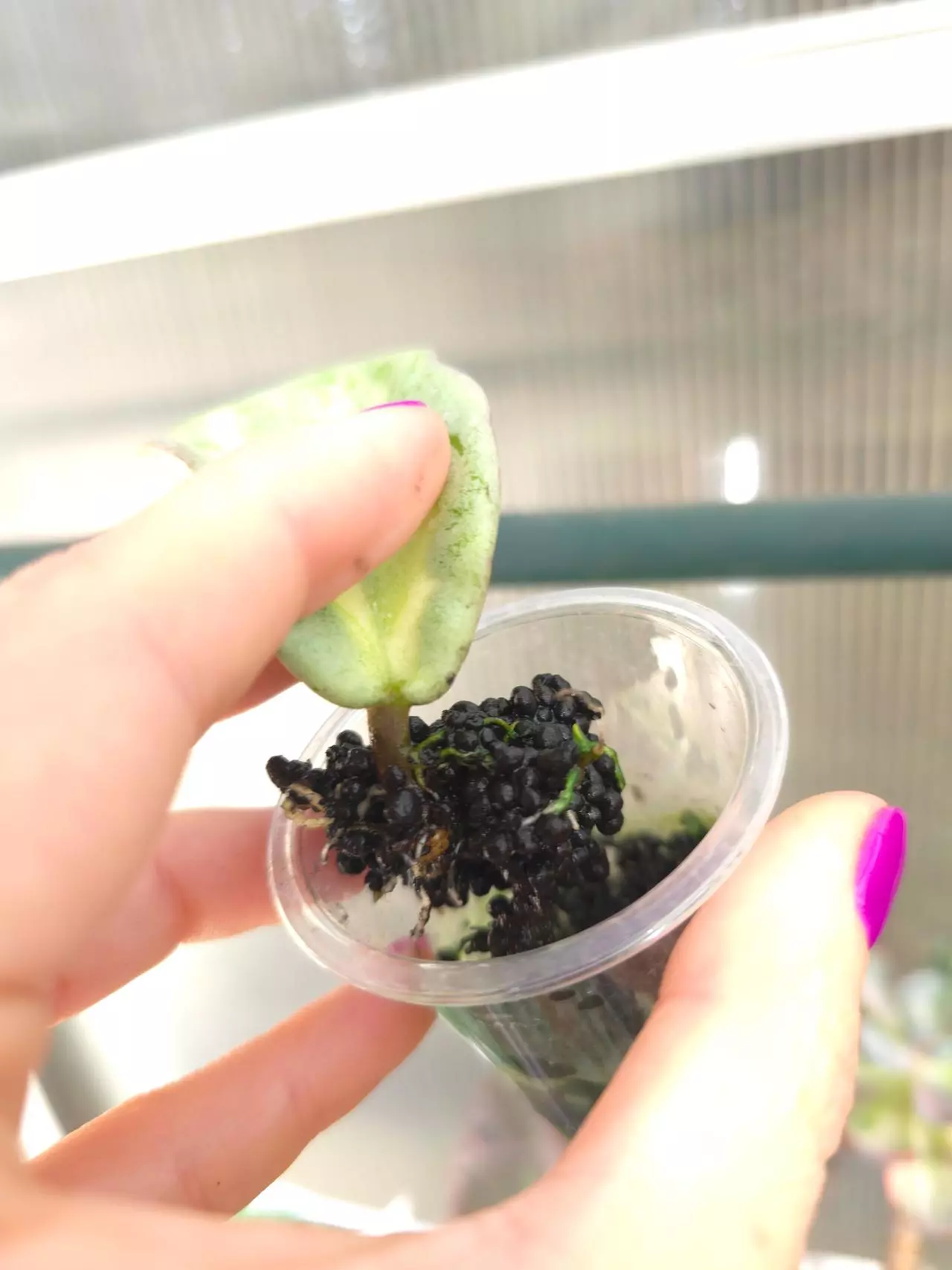 plant/Hoya Argentea Princess-1