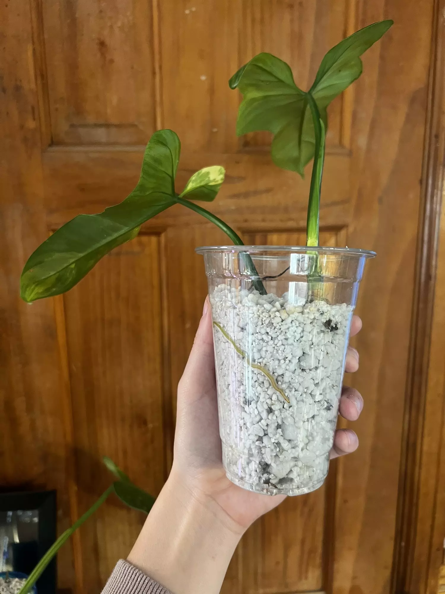 plant/Philodendron Bipennifolium Variegated-2
