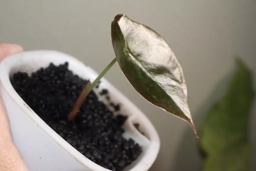 plant/Alocasia Cuprea-1