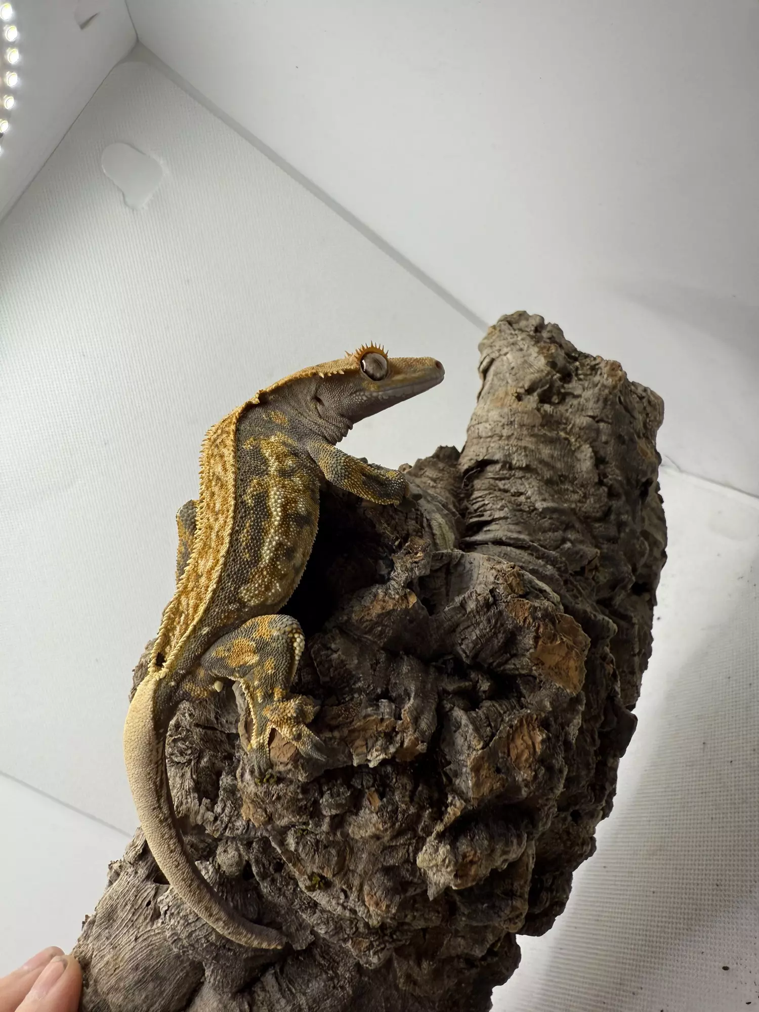 plant/Male-1