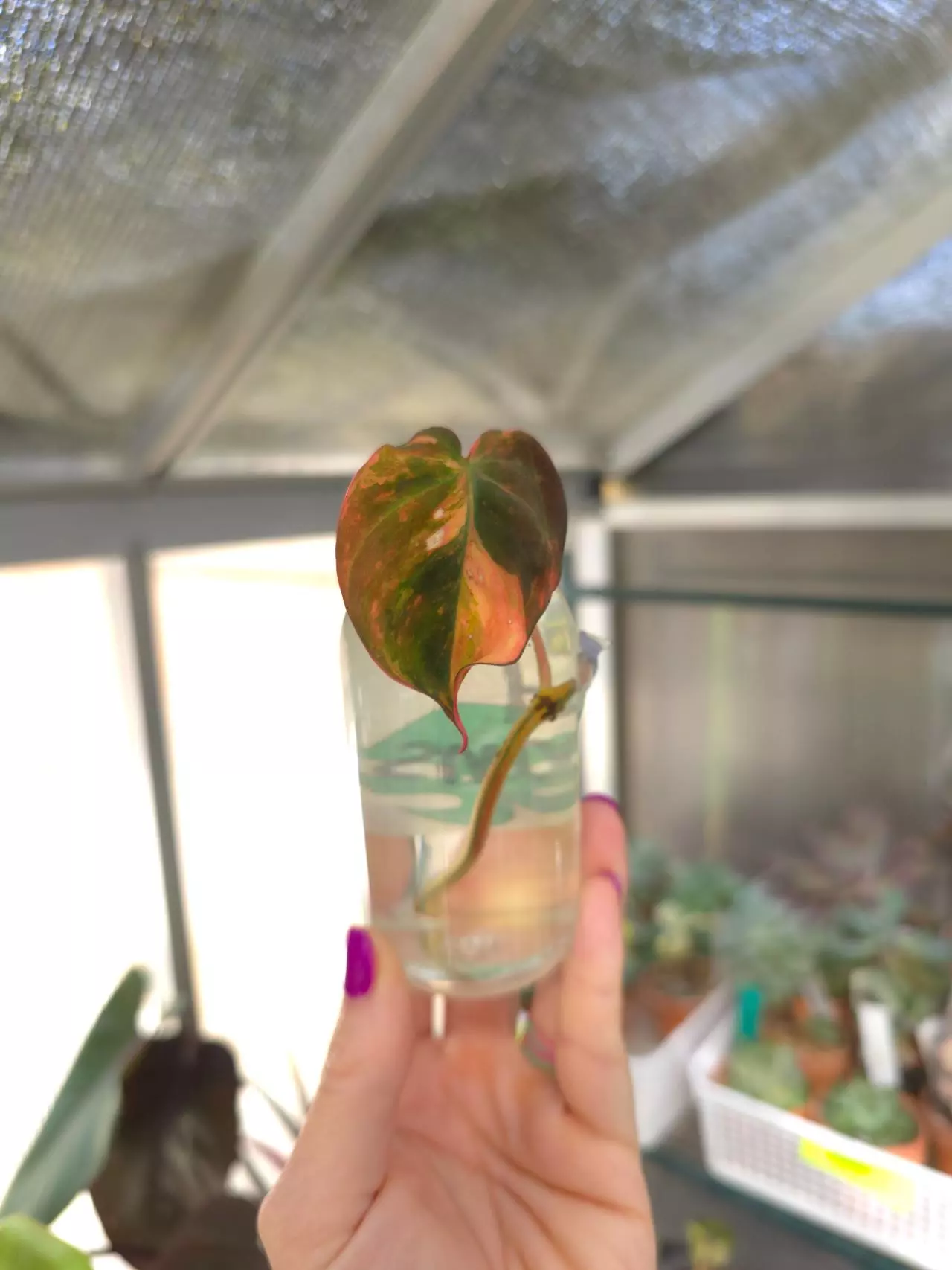 plant/❤️‍🔥Philodendron Red Micans #2 (unrooted cutting)-0