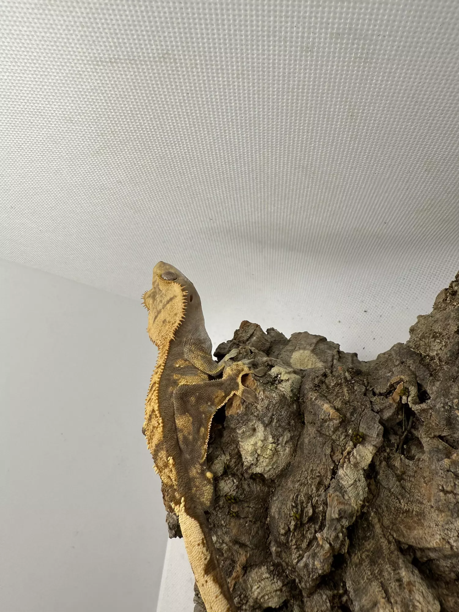 plant/Male-2