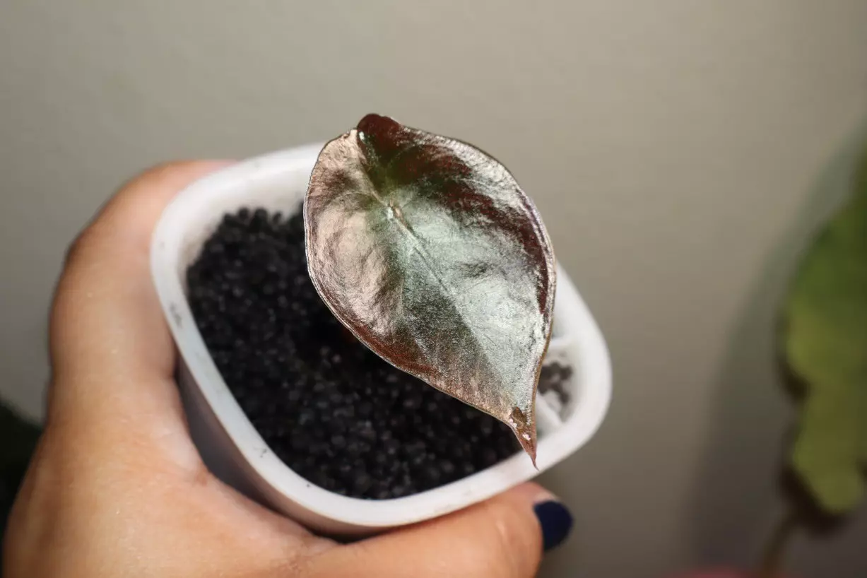 plant/Alocasia Cuprea-0