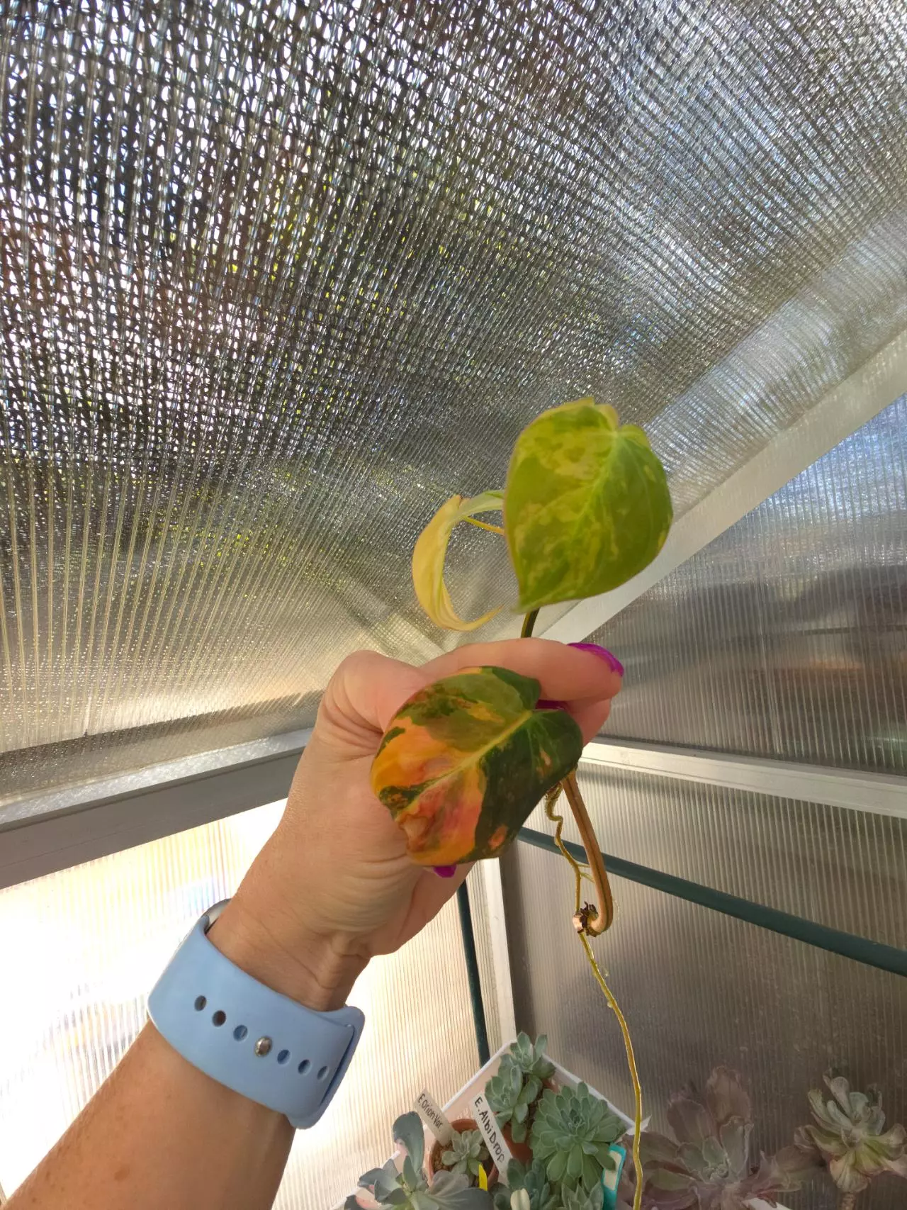 plant/Philodendron Micans Aurea Variegated #2-0