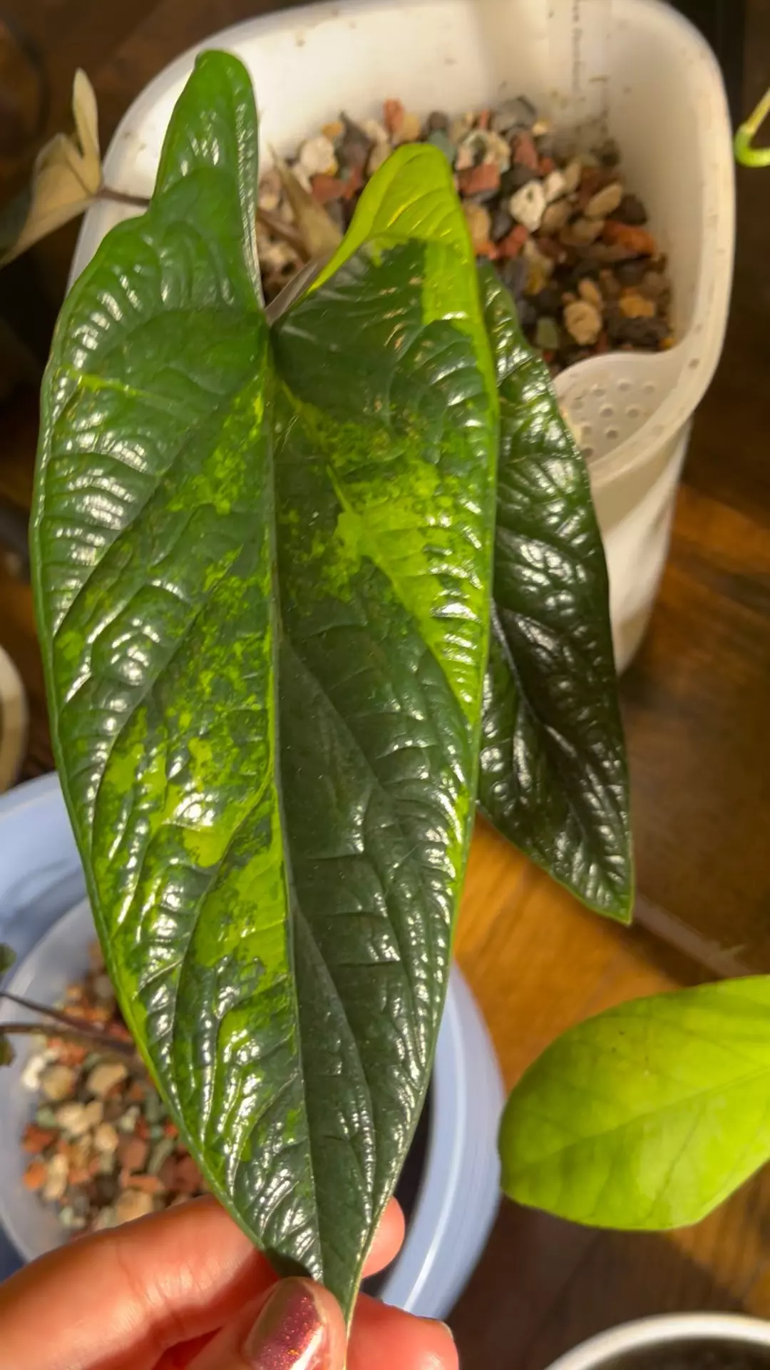 plant/Alocasia Scalprum Aurea-2