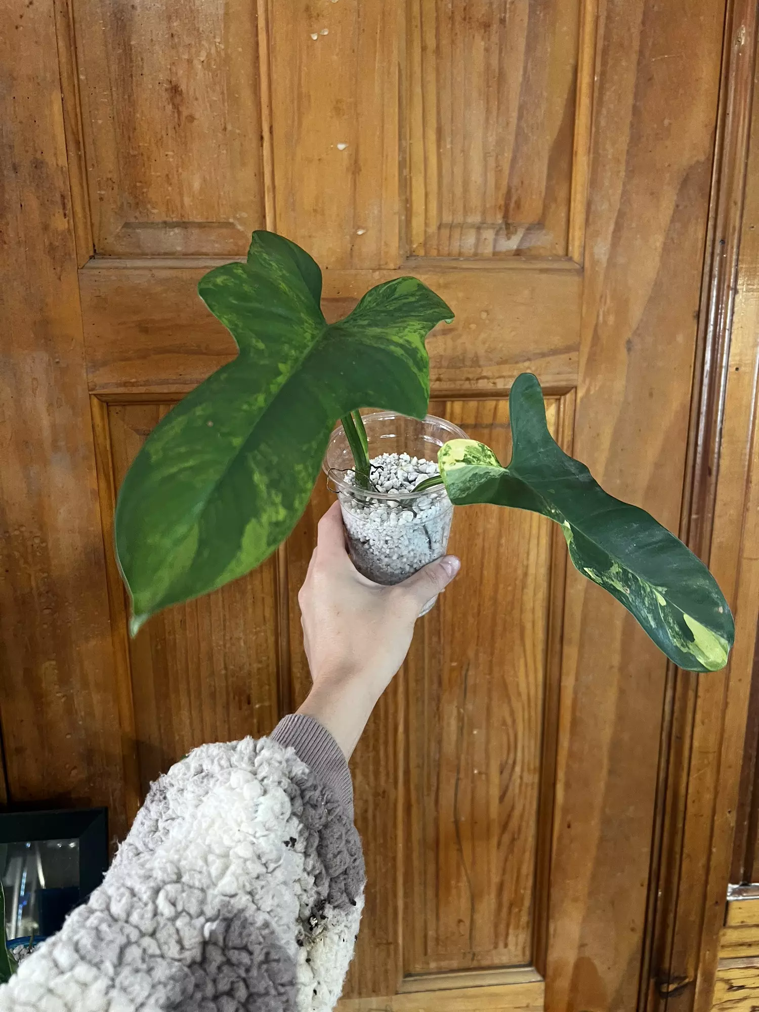 plant/Philodendron Bipennifolium Variegated-1