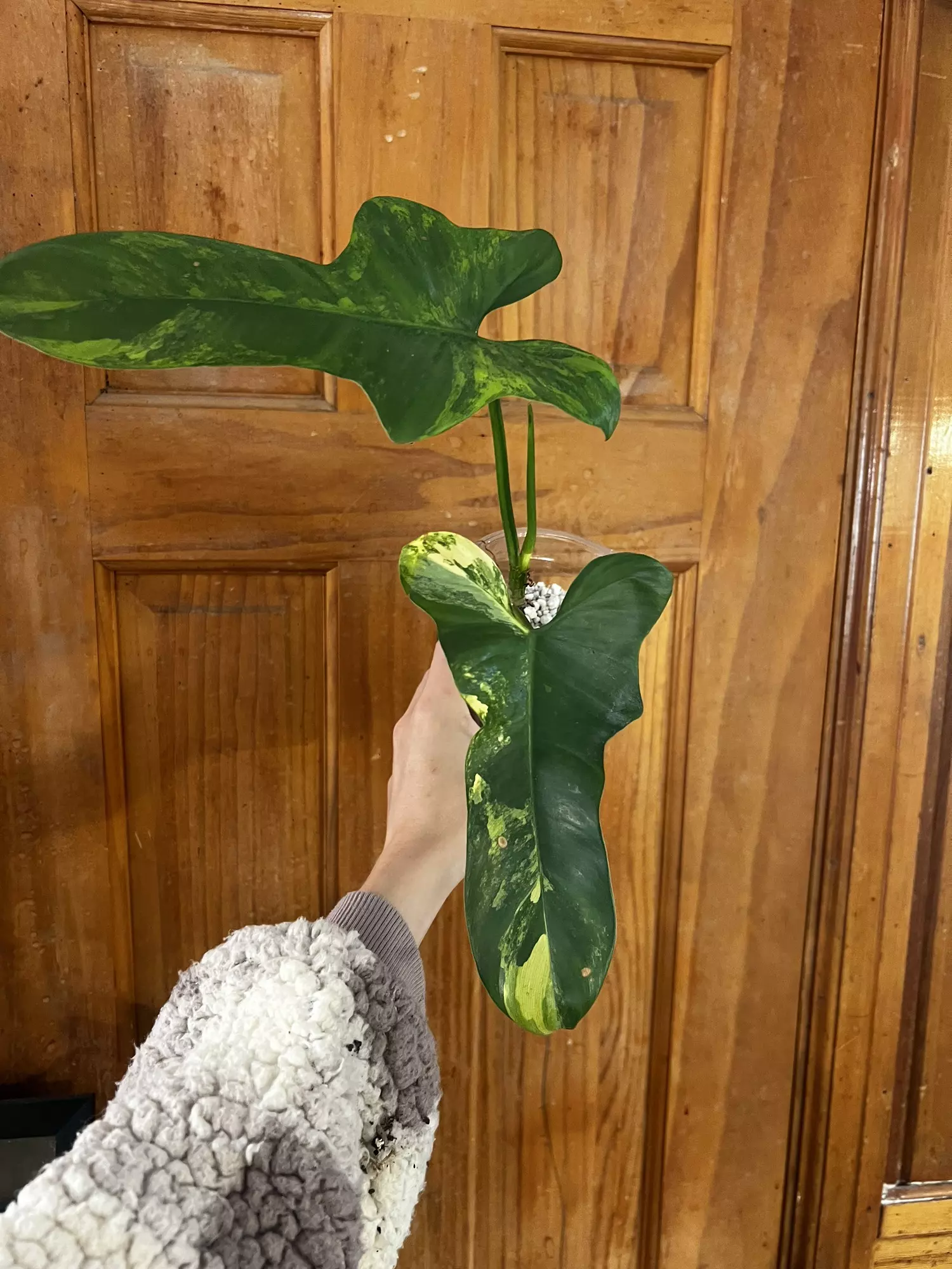 plant/Philodendron Bipennifolium Variegated-0