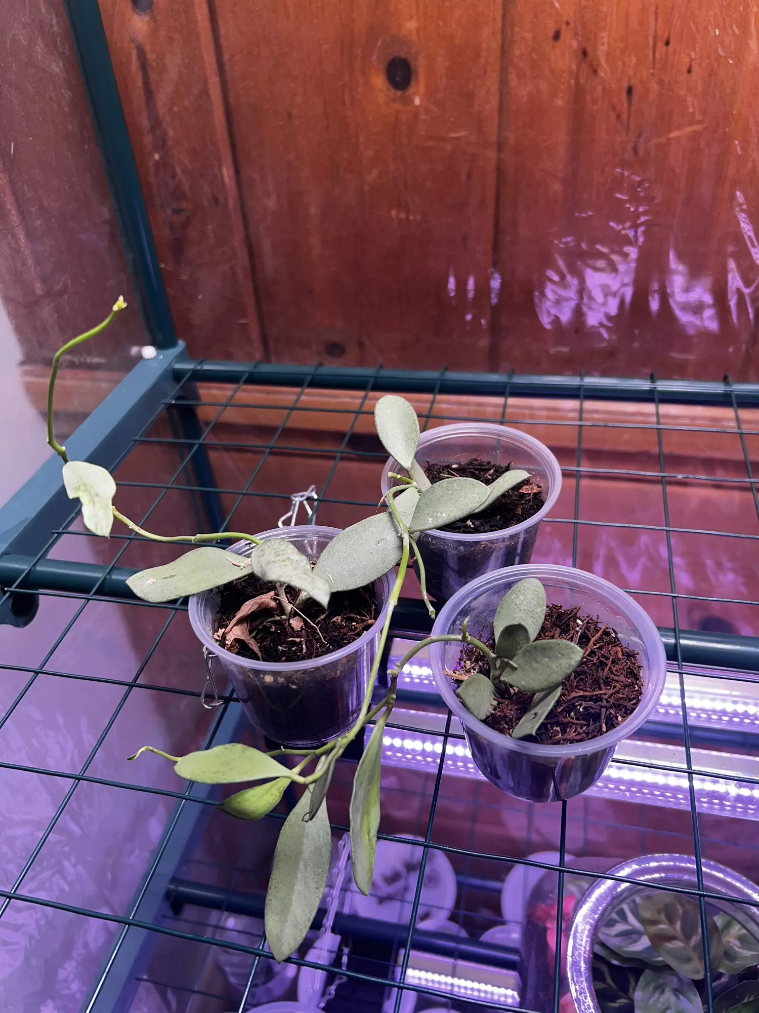 plant/Hoya Nummerlaroides Silver-0