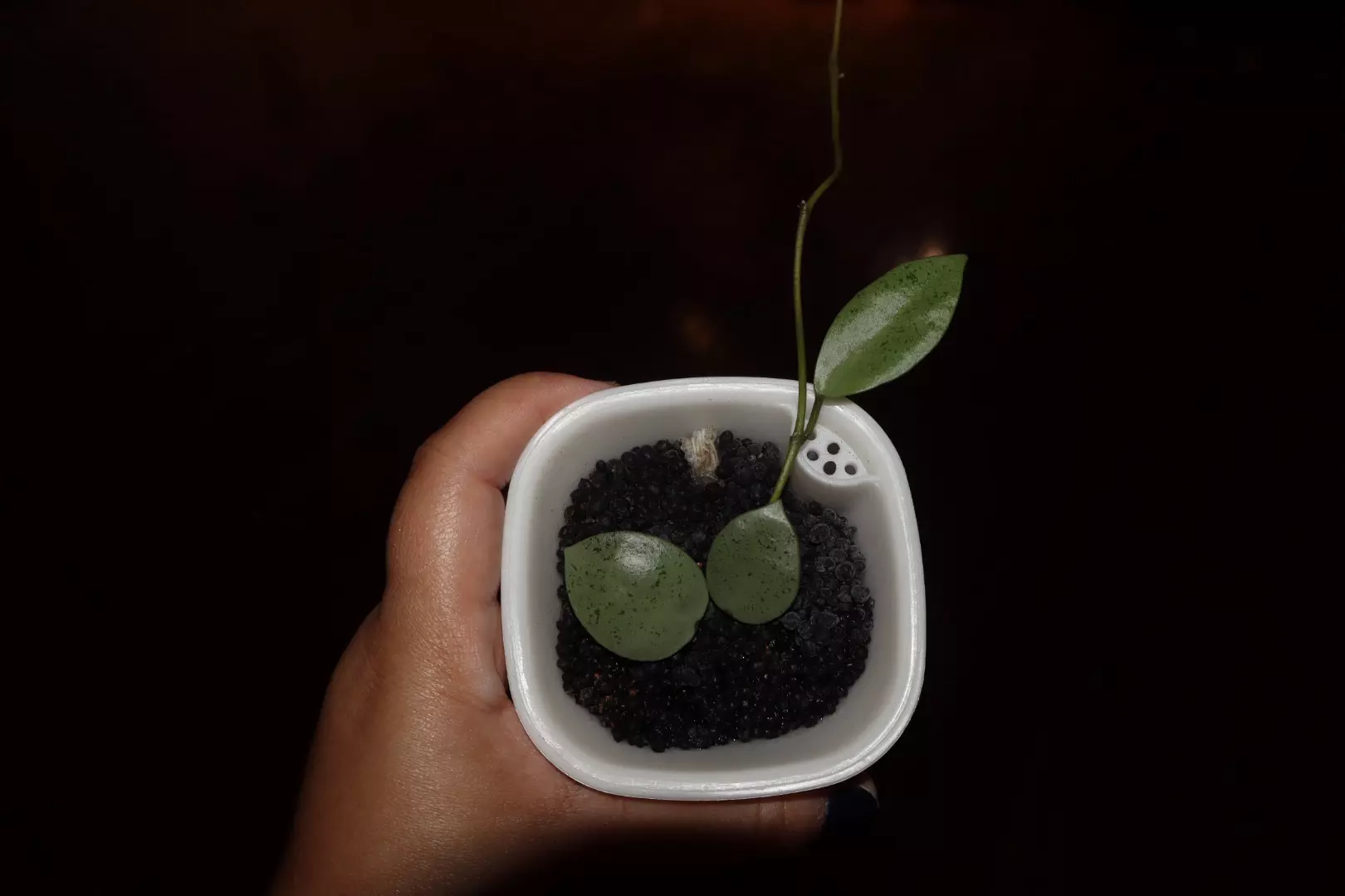 plant/Hoya Lacunosa Silver Mint Coin-0
