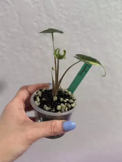 plant/Alocasia stingray aurea pup-1-thumbnail