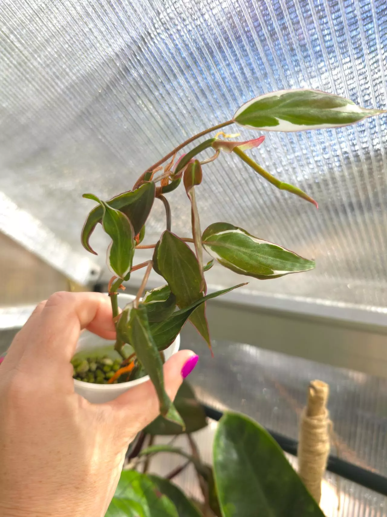 plant/Philodendron Micans Halo Variegated #1-0