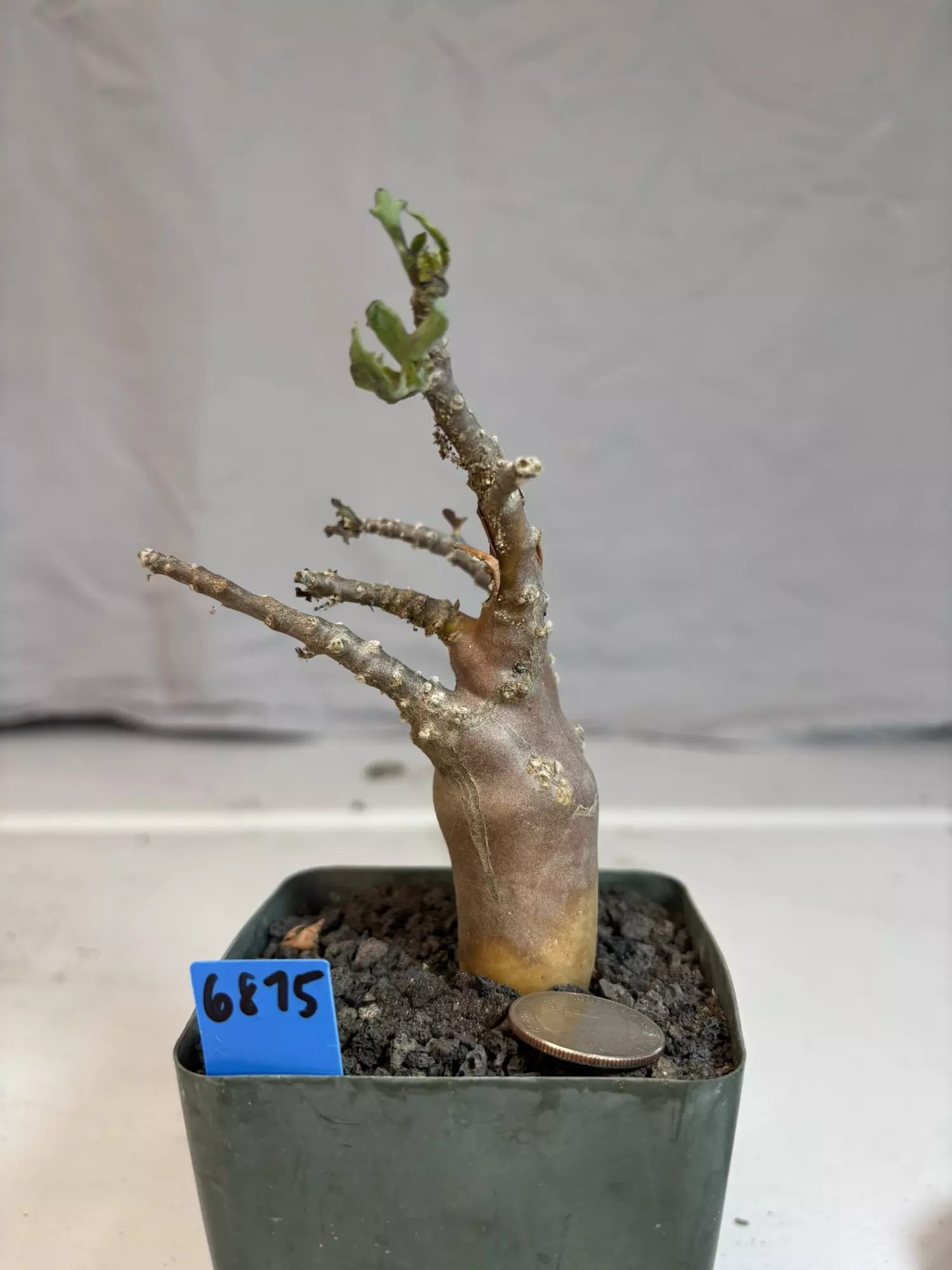 plant/6875 othanna lobata hybrid-0