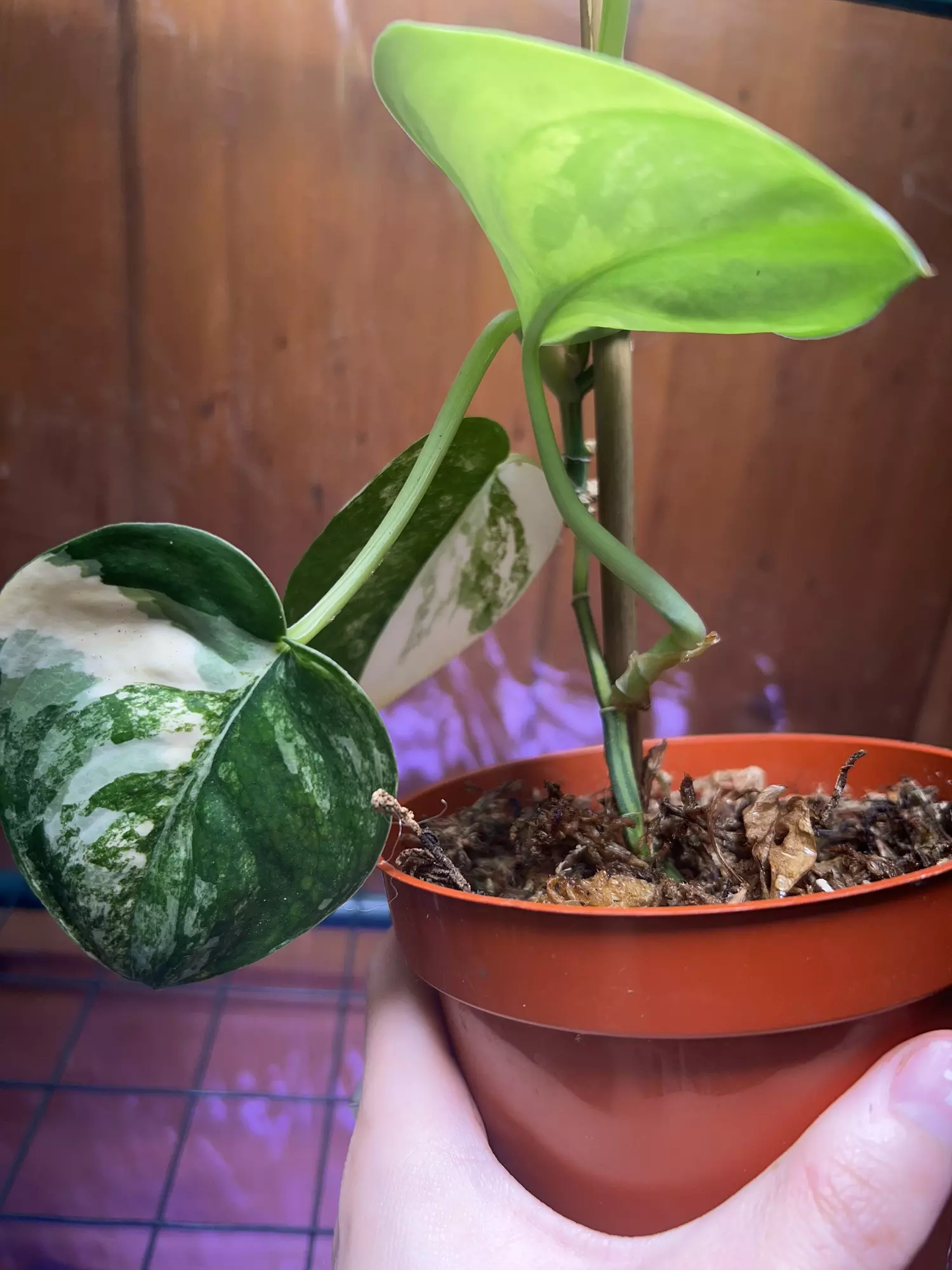 plant/Scindapsus Jade Satin Aurea-1