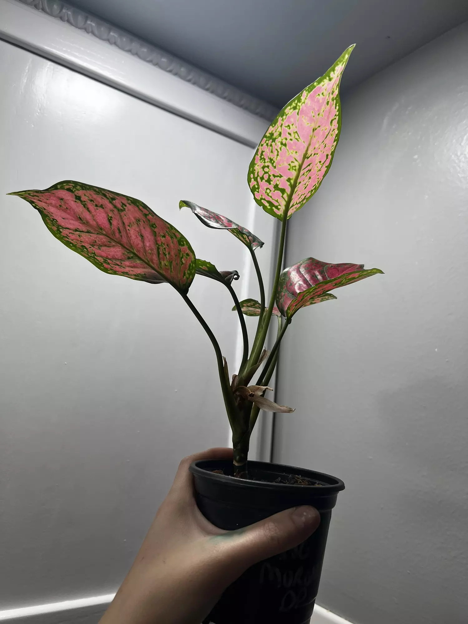 plant/Aglaonema Red Valentine-2
