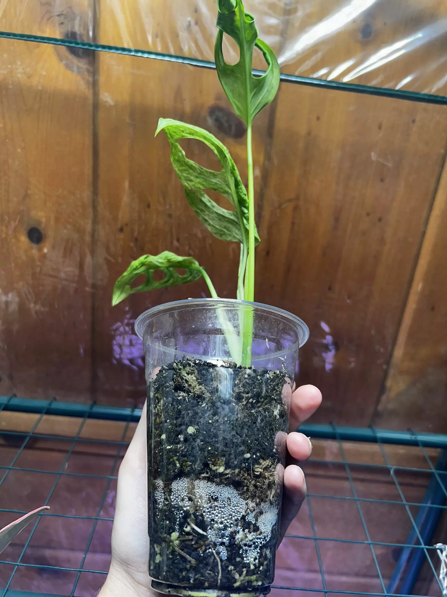 plant/Adansonii Indonesian Mint-2