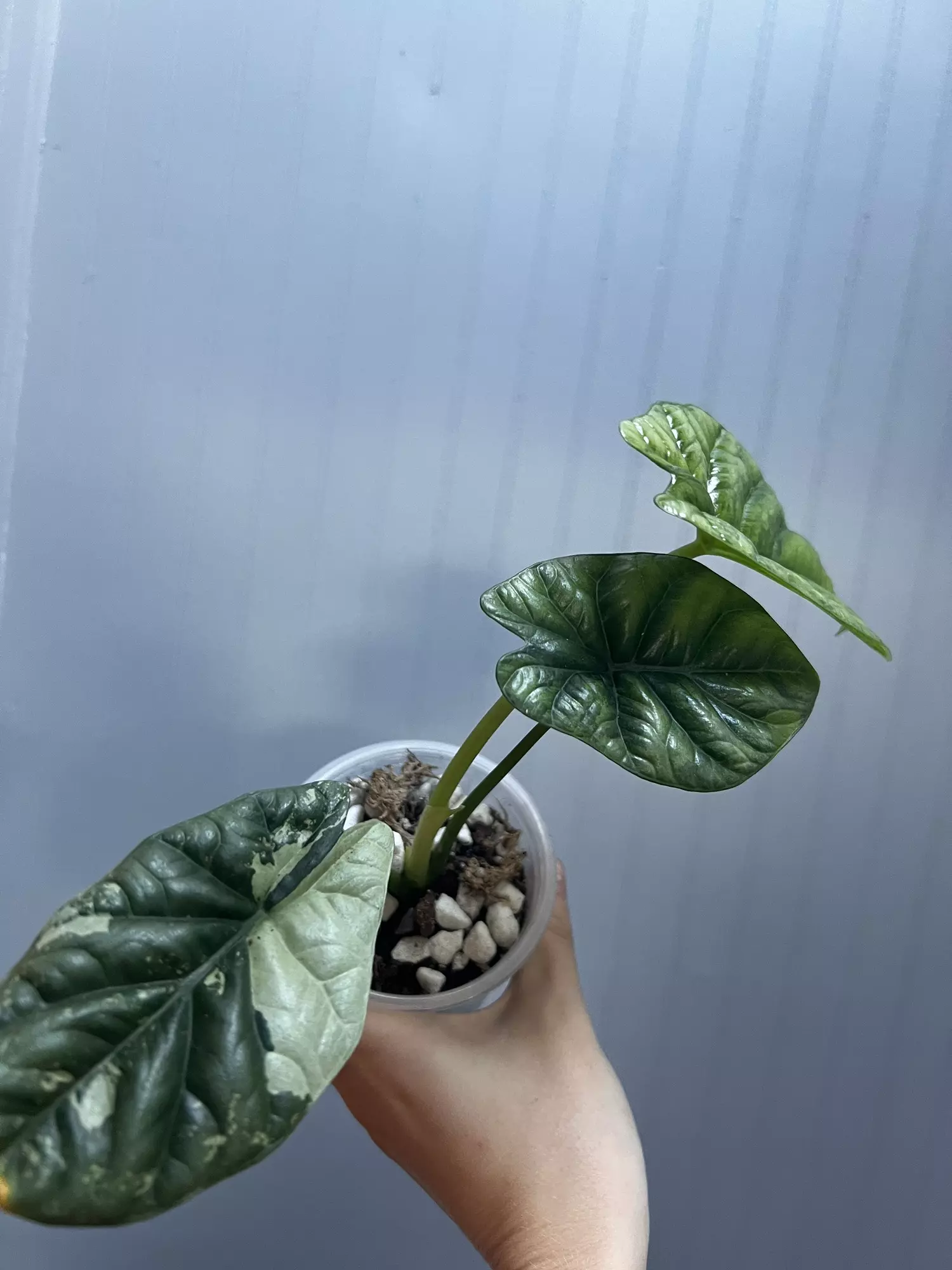 plant/Alocasia Scalprum Variegated-1