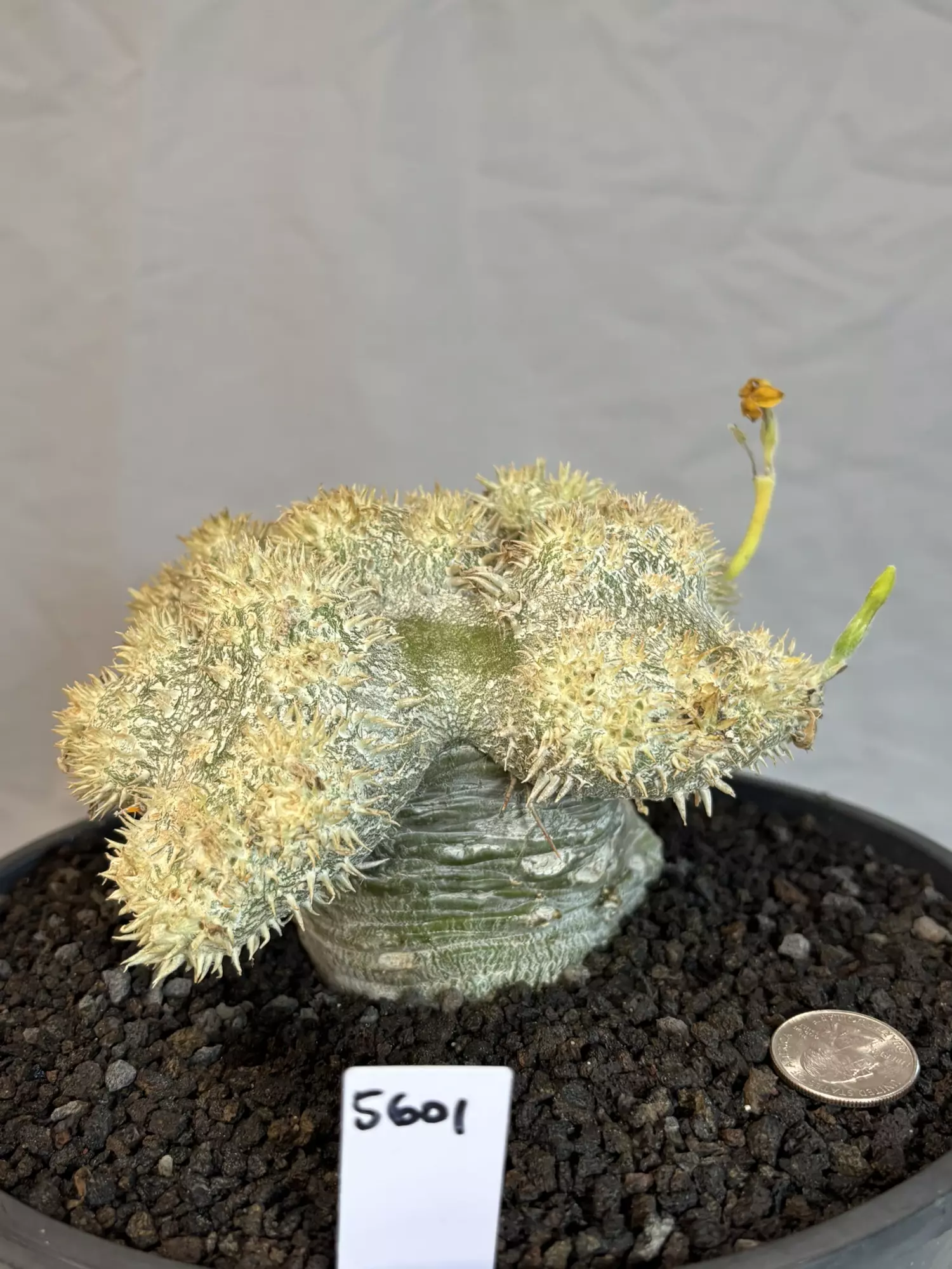 plant/5601 pachypodium brevicaule-0