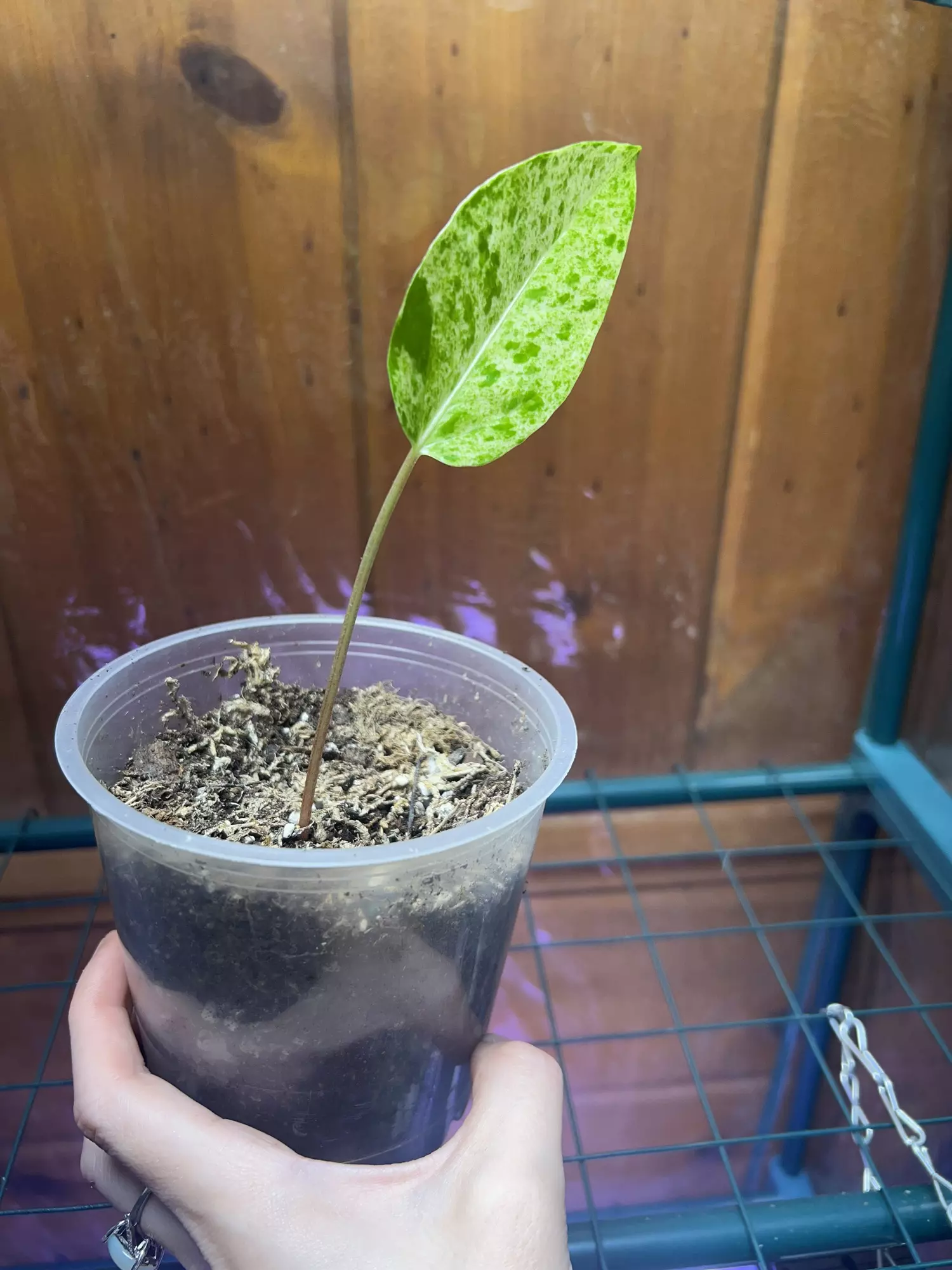 plant/Anthurium Variegated Hookeri-1