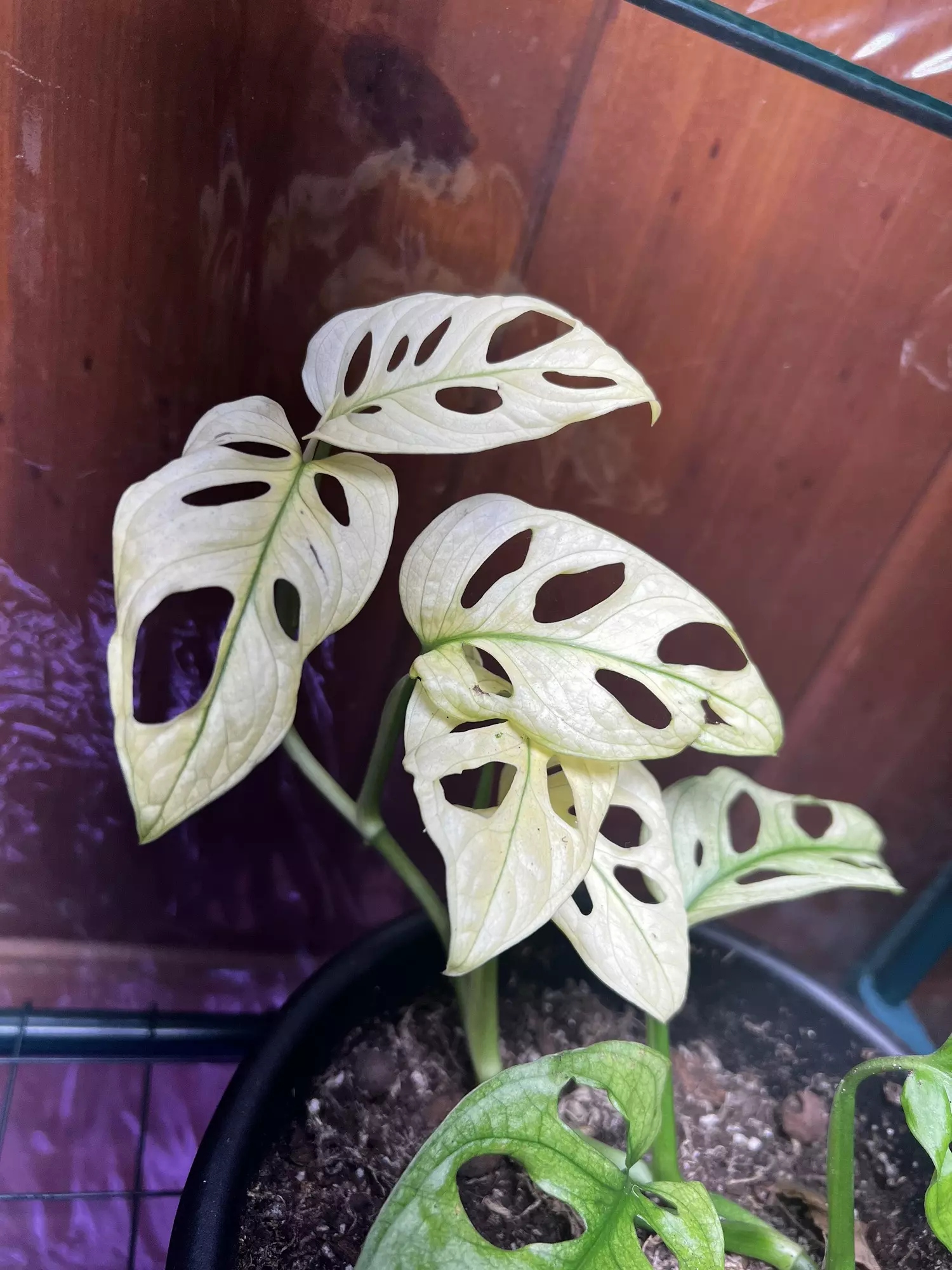plant/Monstera Adansonii Albo/Mint-1