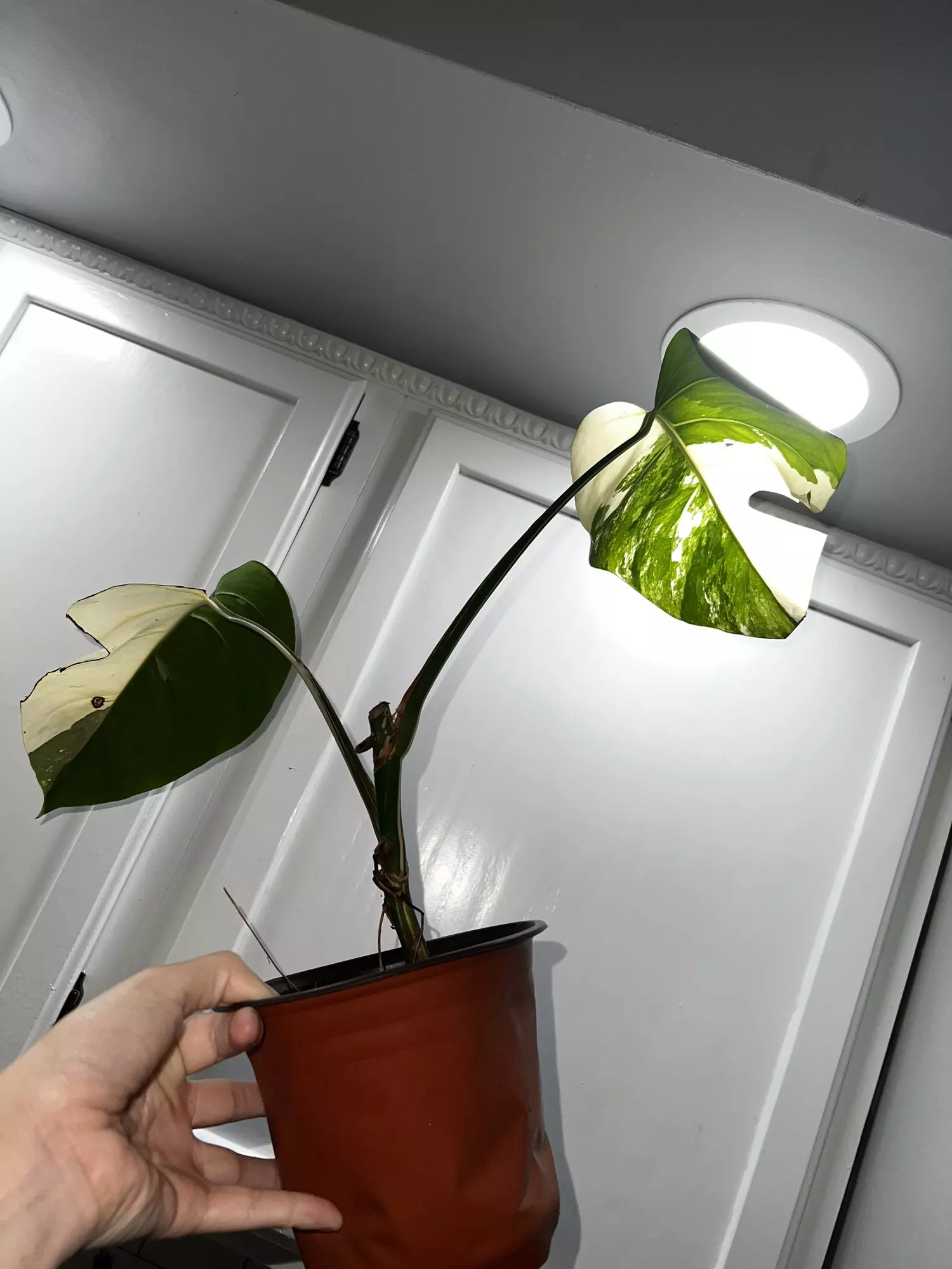 plant/Monstera Albo-1