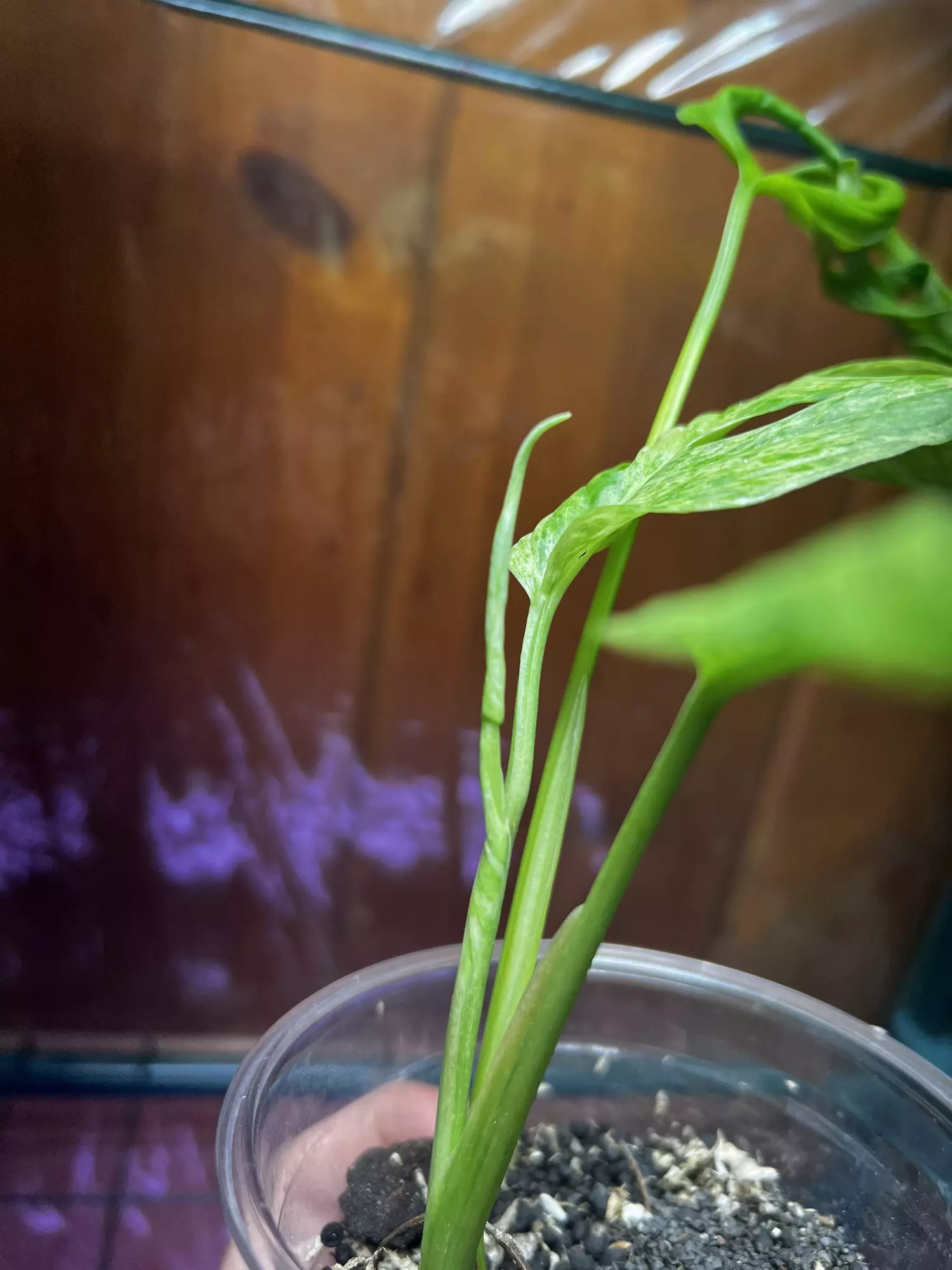 plant/Adansonii Indonesian Mint-1