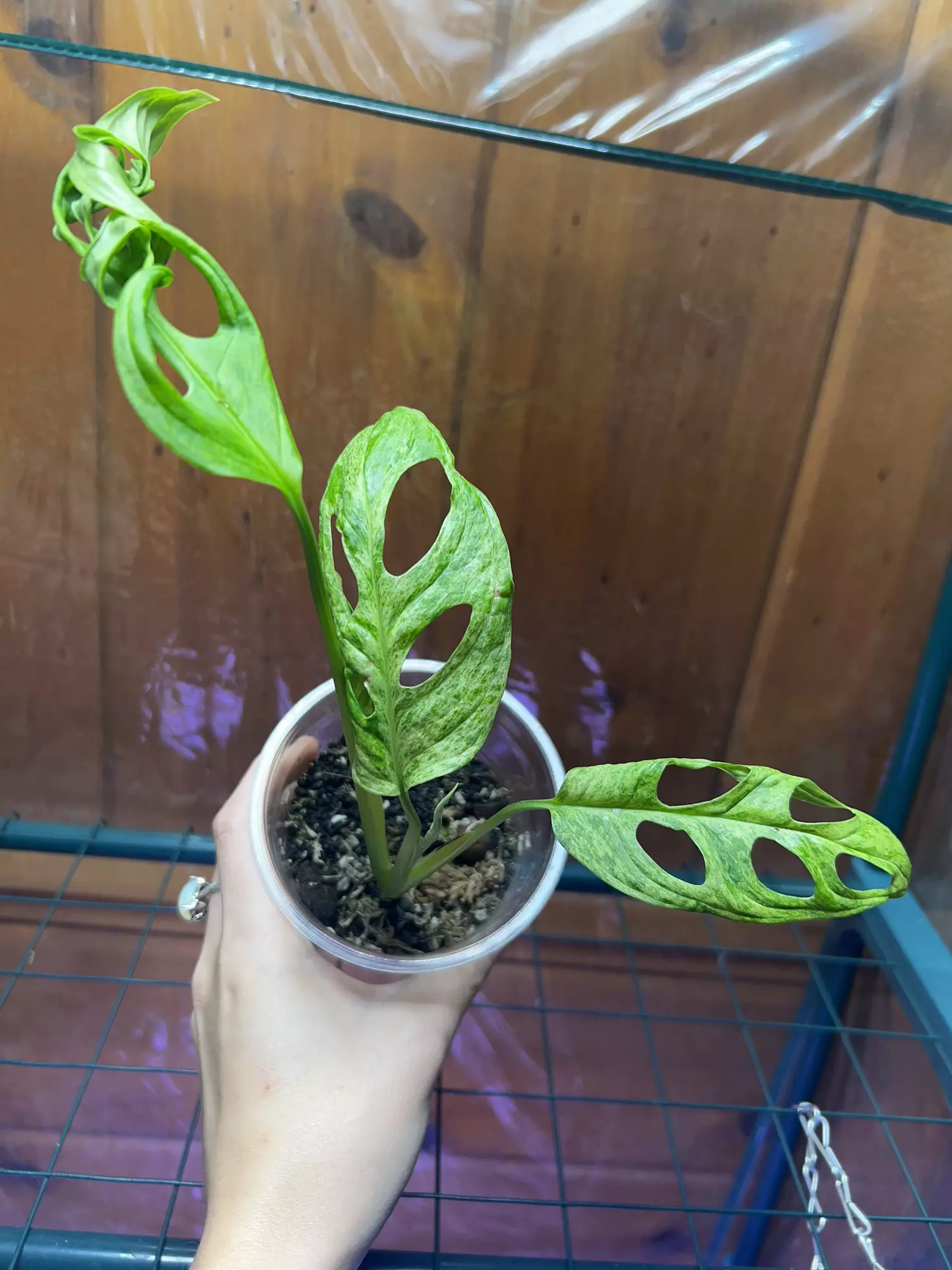 plant/Adansonii Indonesian Mint-0