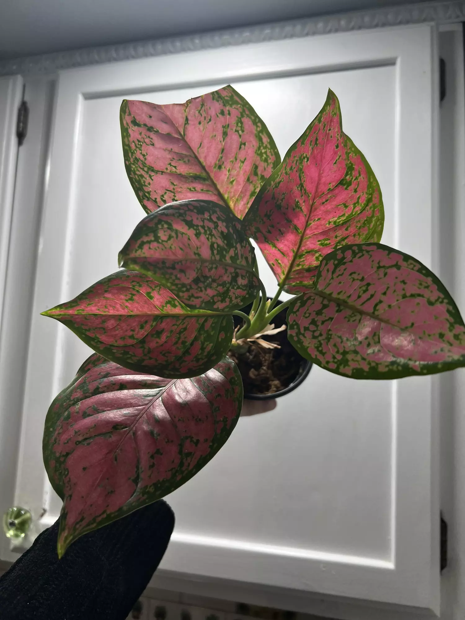 plant/Aglaonema Red Valentine-0
