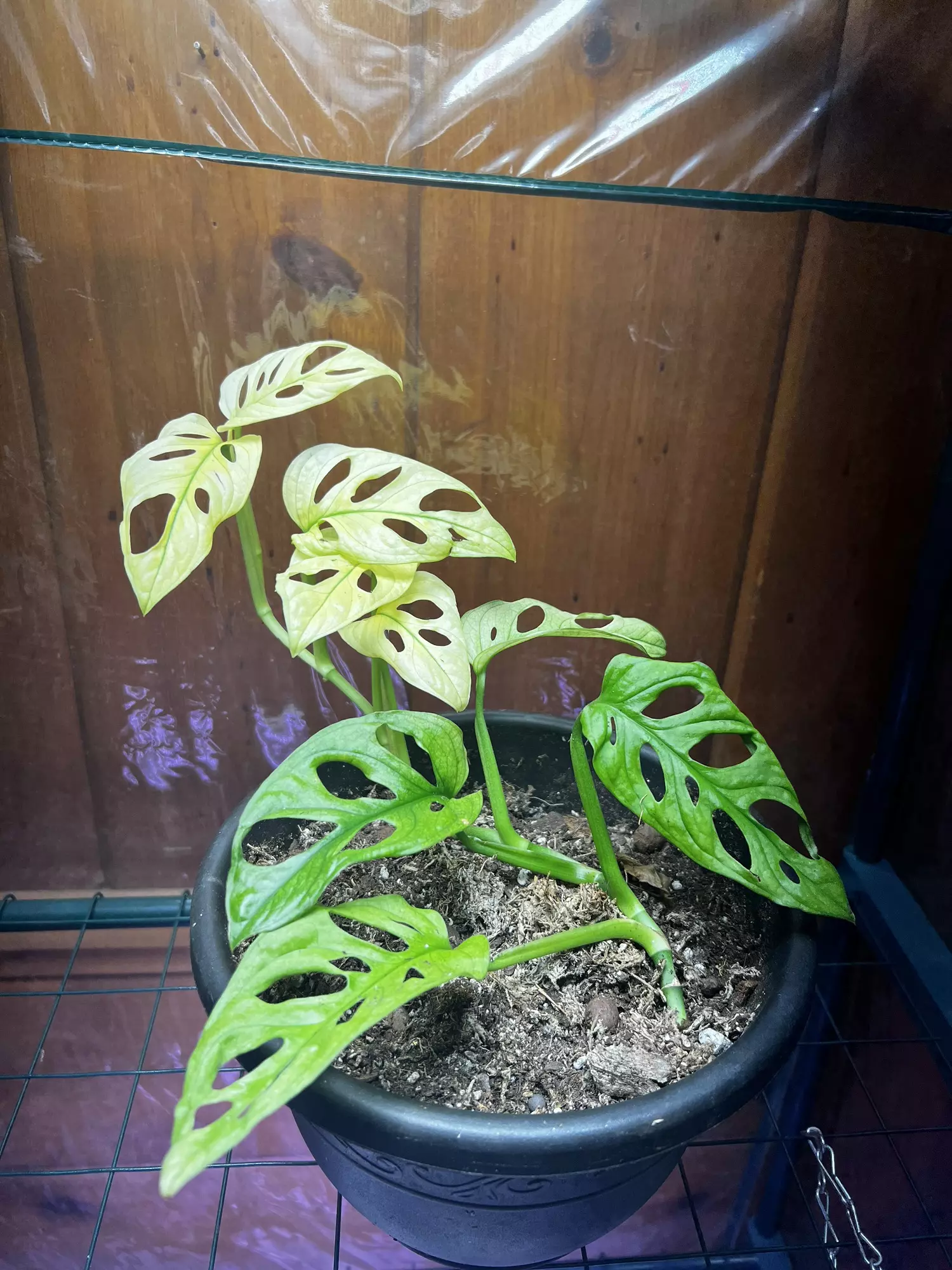 plant/Monstera Adansonii Albo/Mint-0