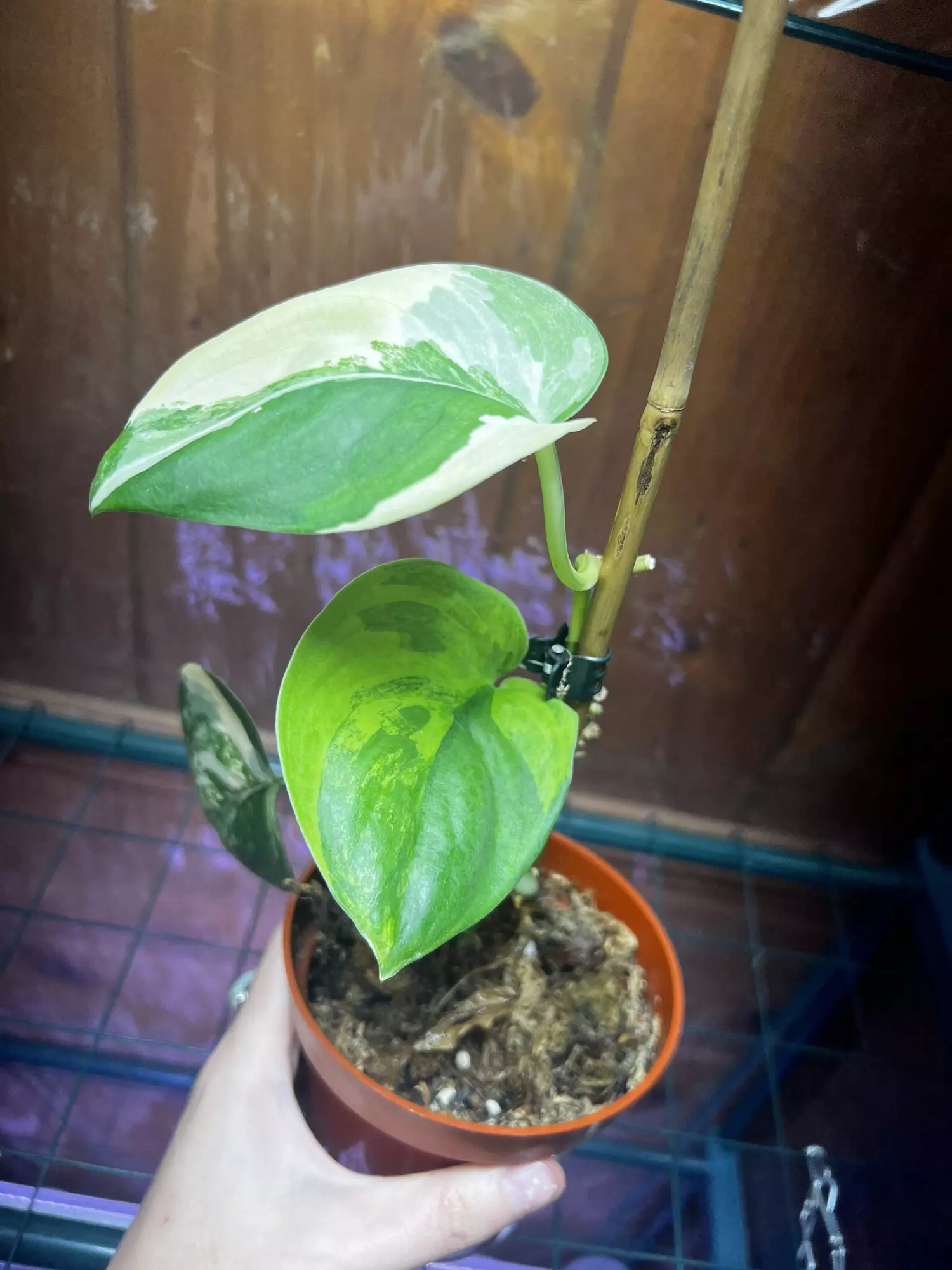 plant/Scindapsus Jade Satin Aurea-0