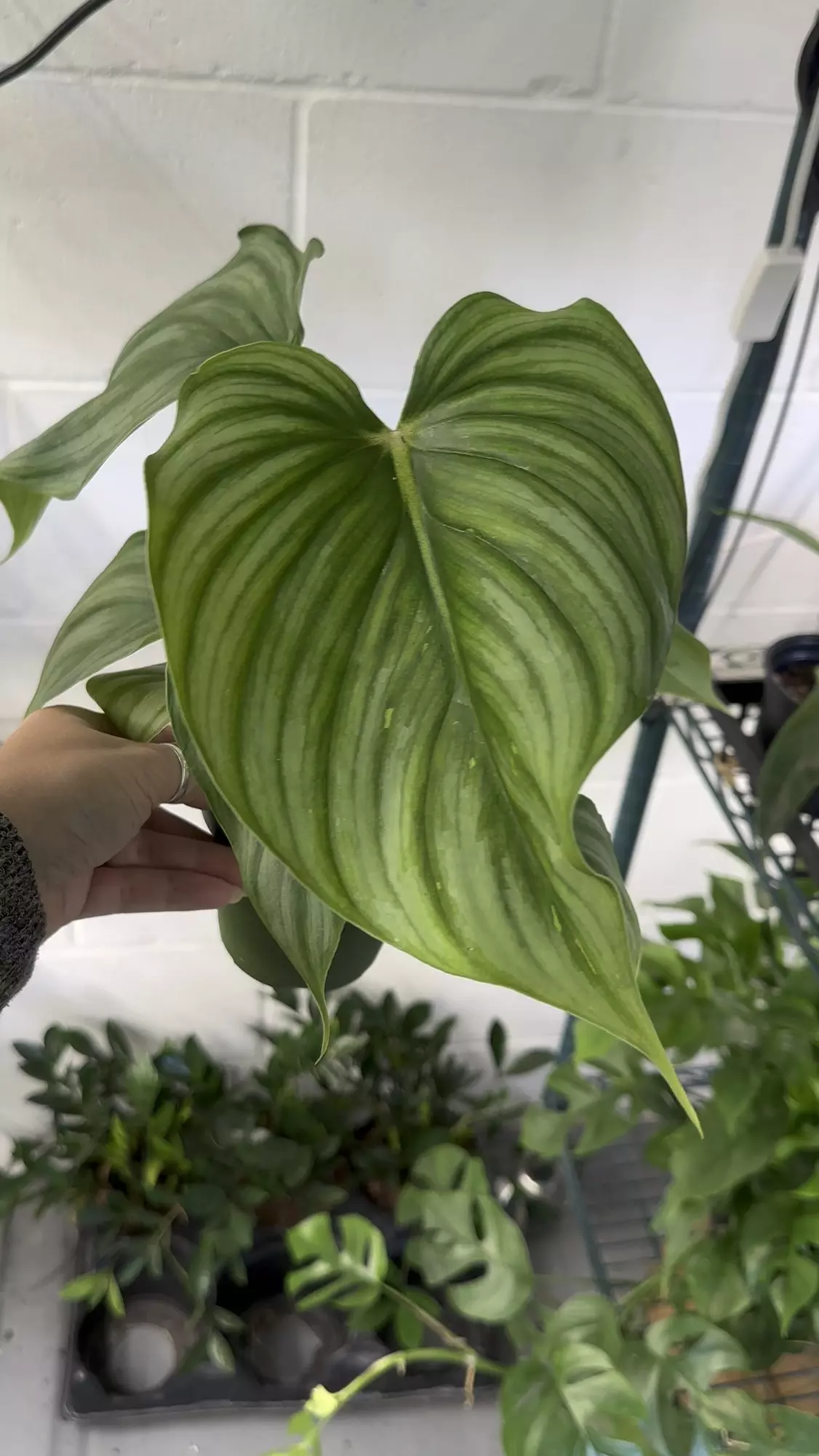 plant/Philo pastazanum x plowmanii exact plant -0