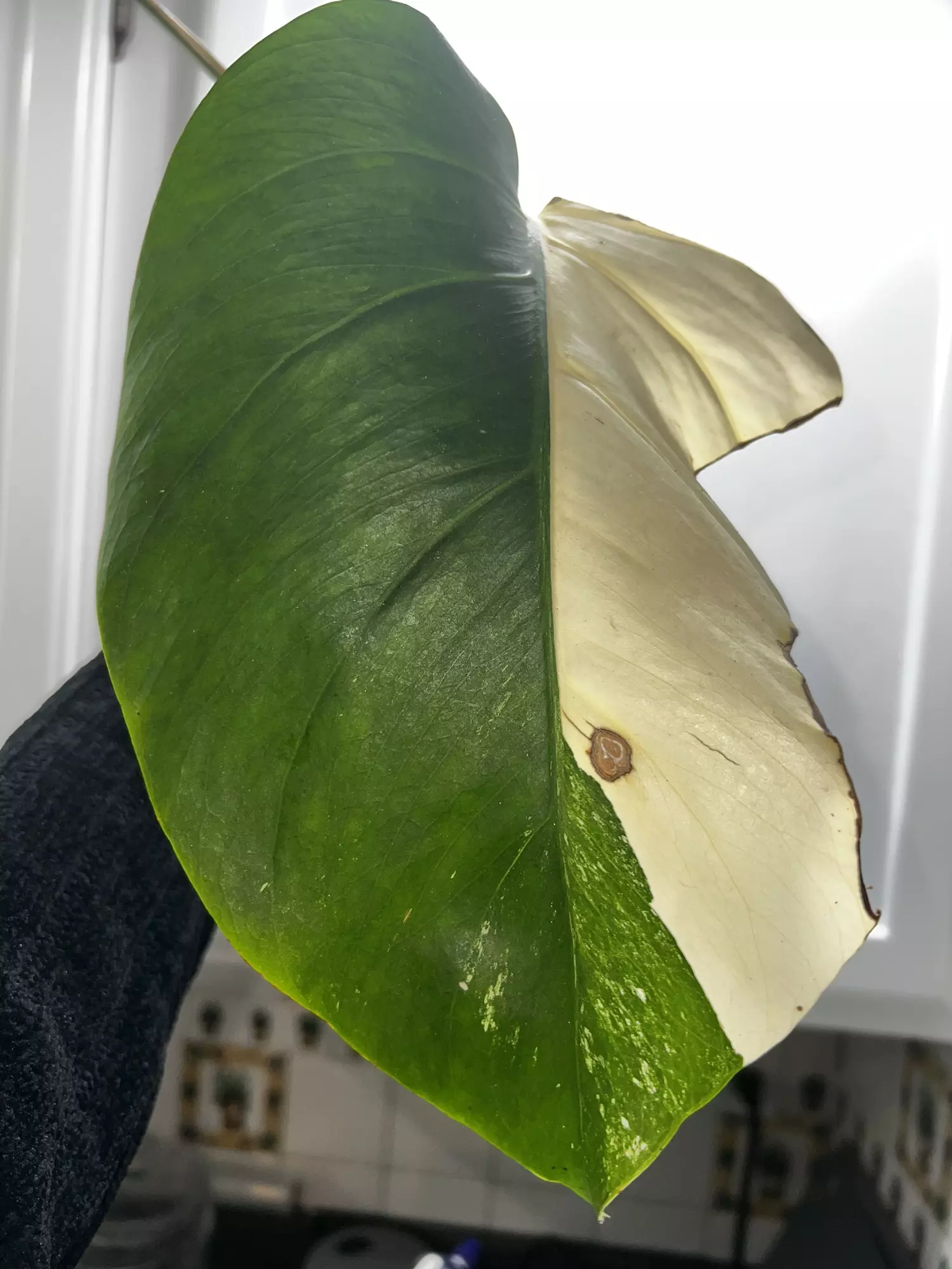 plant/Monstera Albo-4