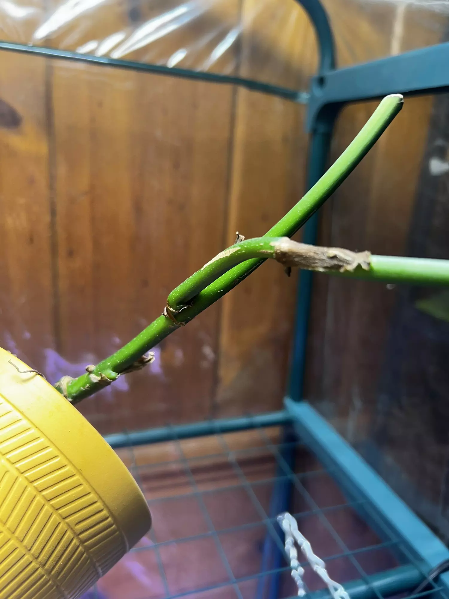 plant/Monstera Esqueletto Rooted Node with grow point-1