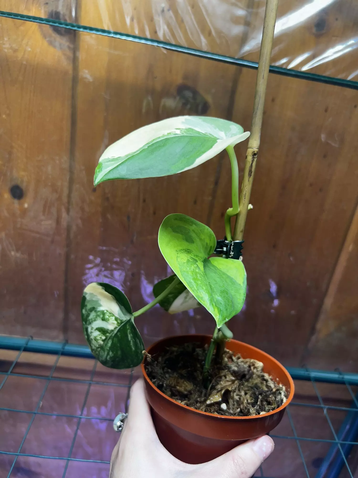 plant/Scindapsus Jade Satin Aurea-3