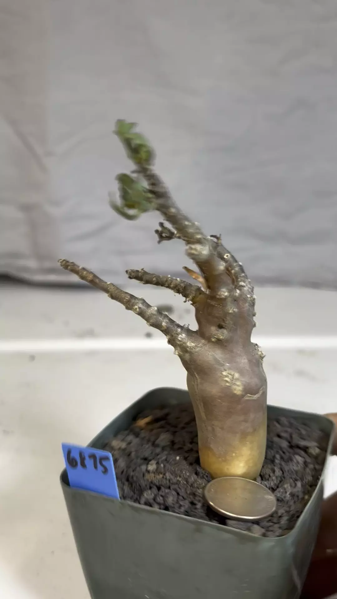 plant/6875 othanna lobata hybrid-1