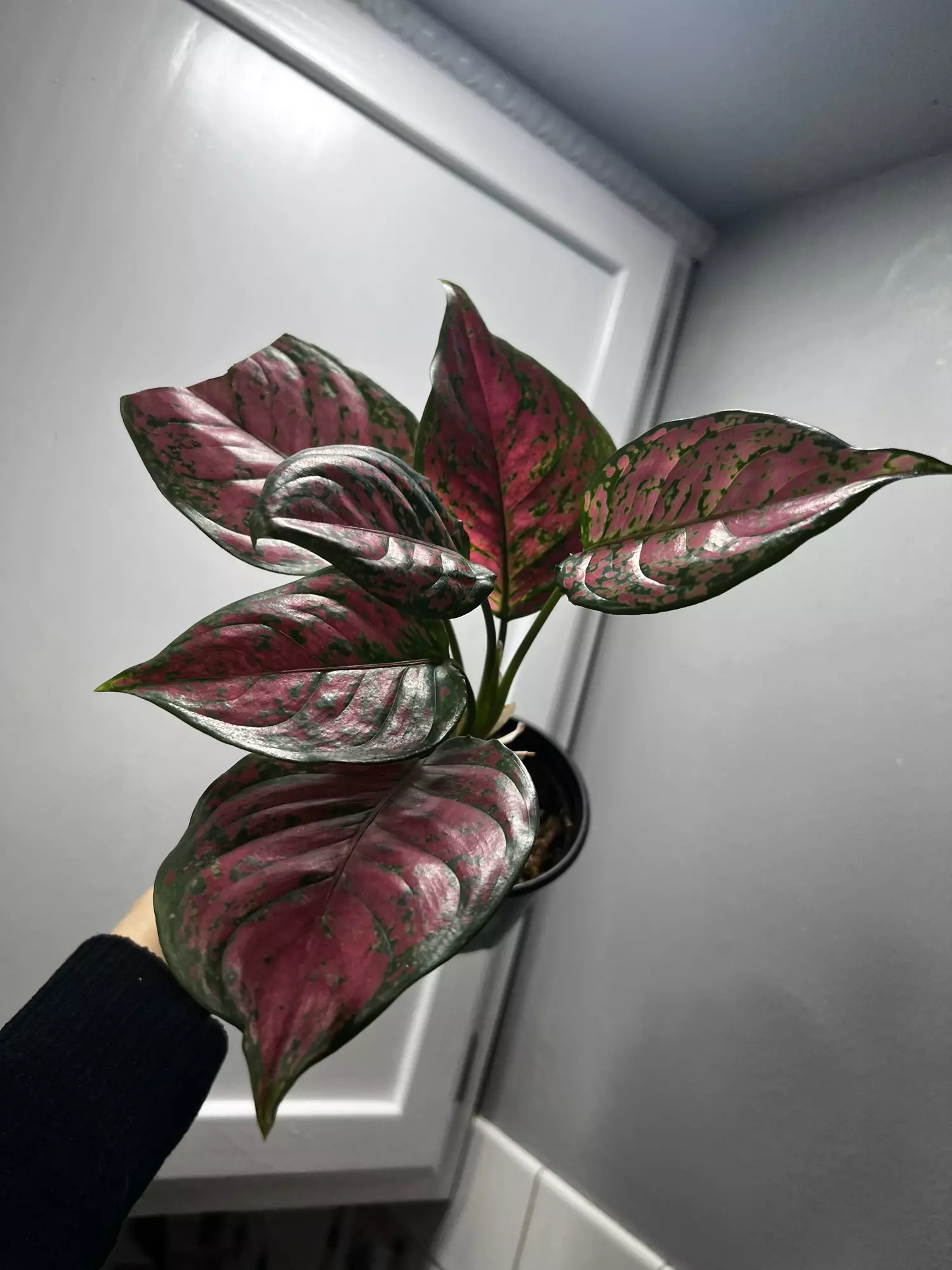 plant/Aglaonema Red Valentine-1