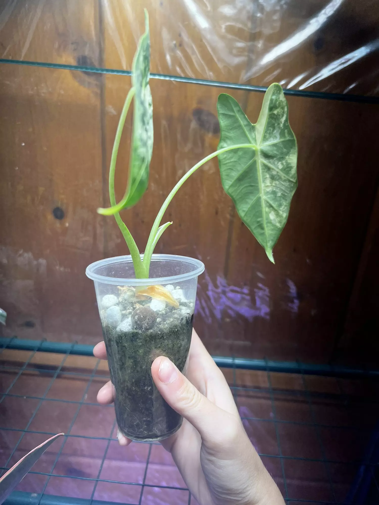 plant/Alocasia Frydek Variegated-1