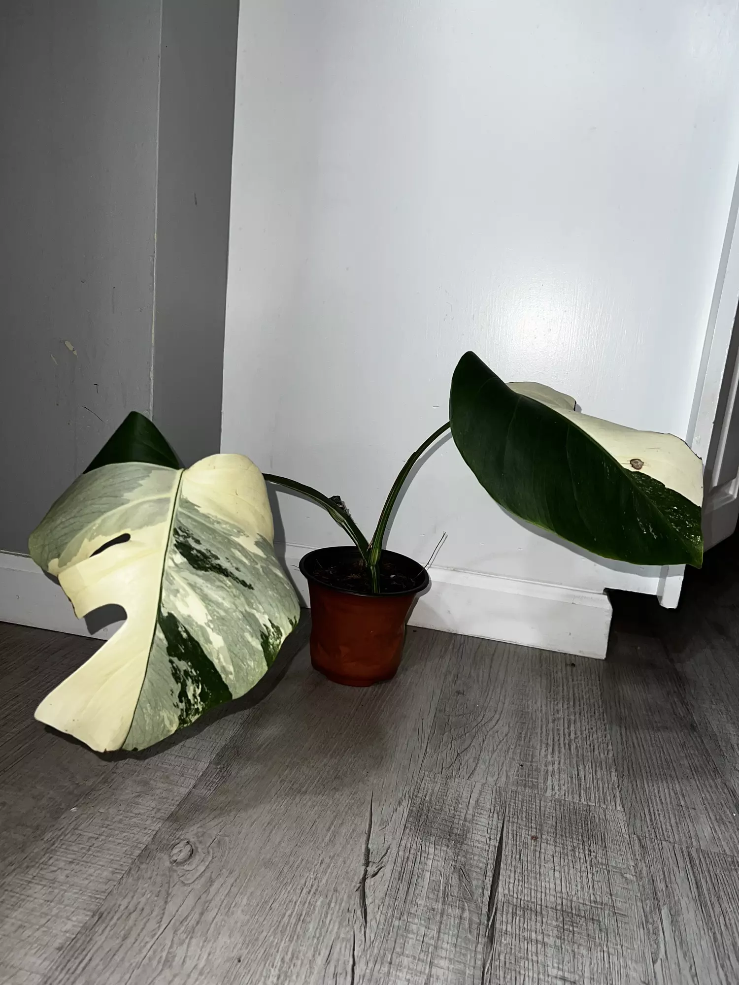 plant/Monstera Albo-0