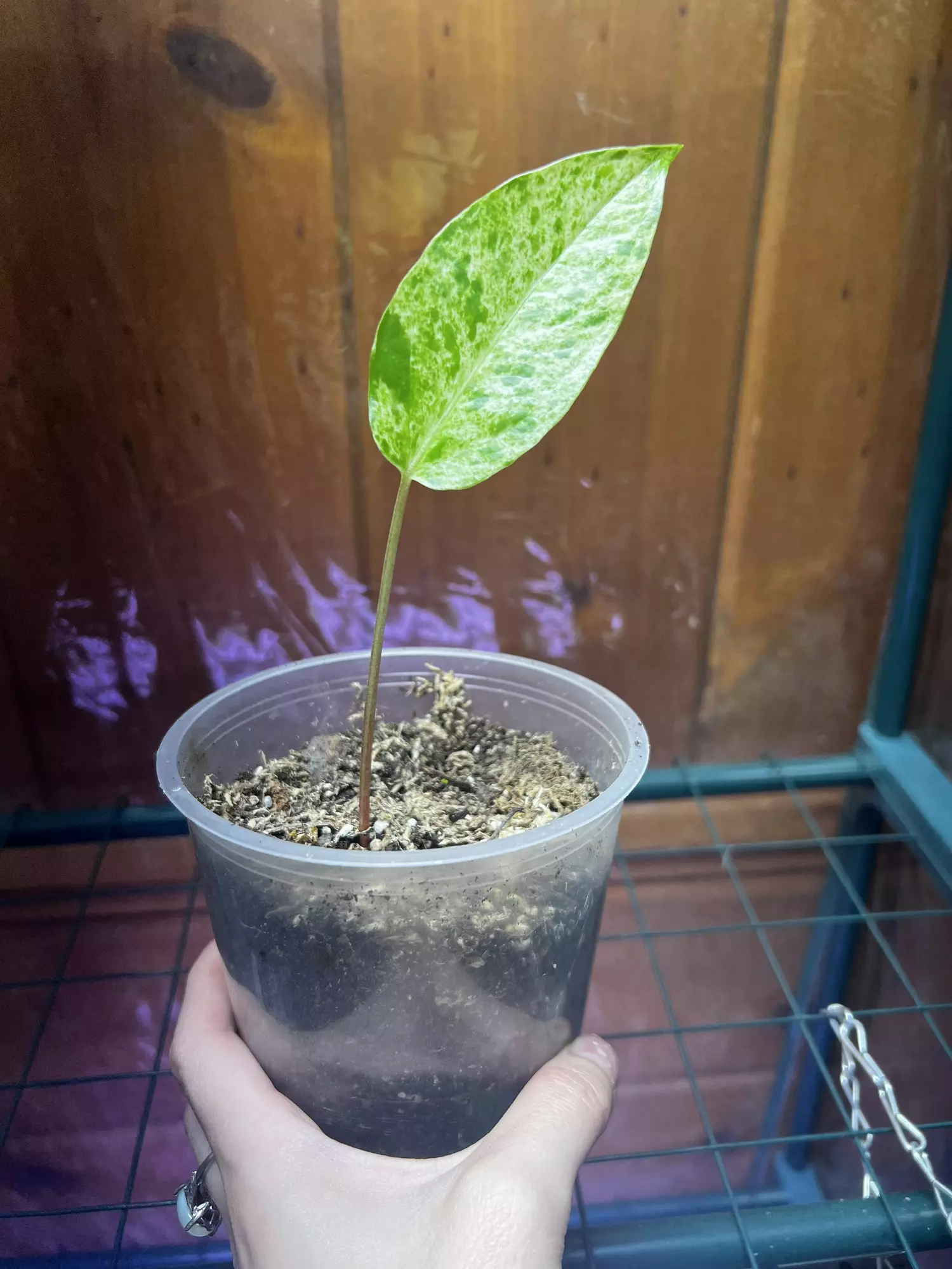 plant/Anthurium Variegated Hookeri-0