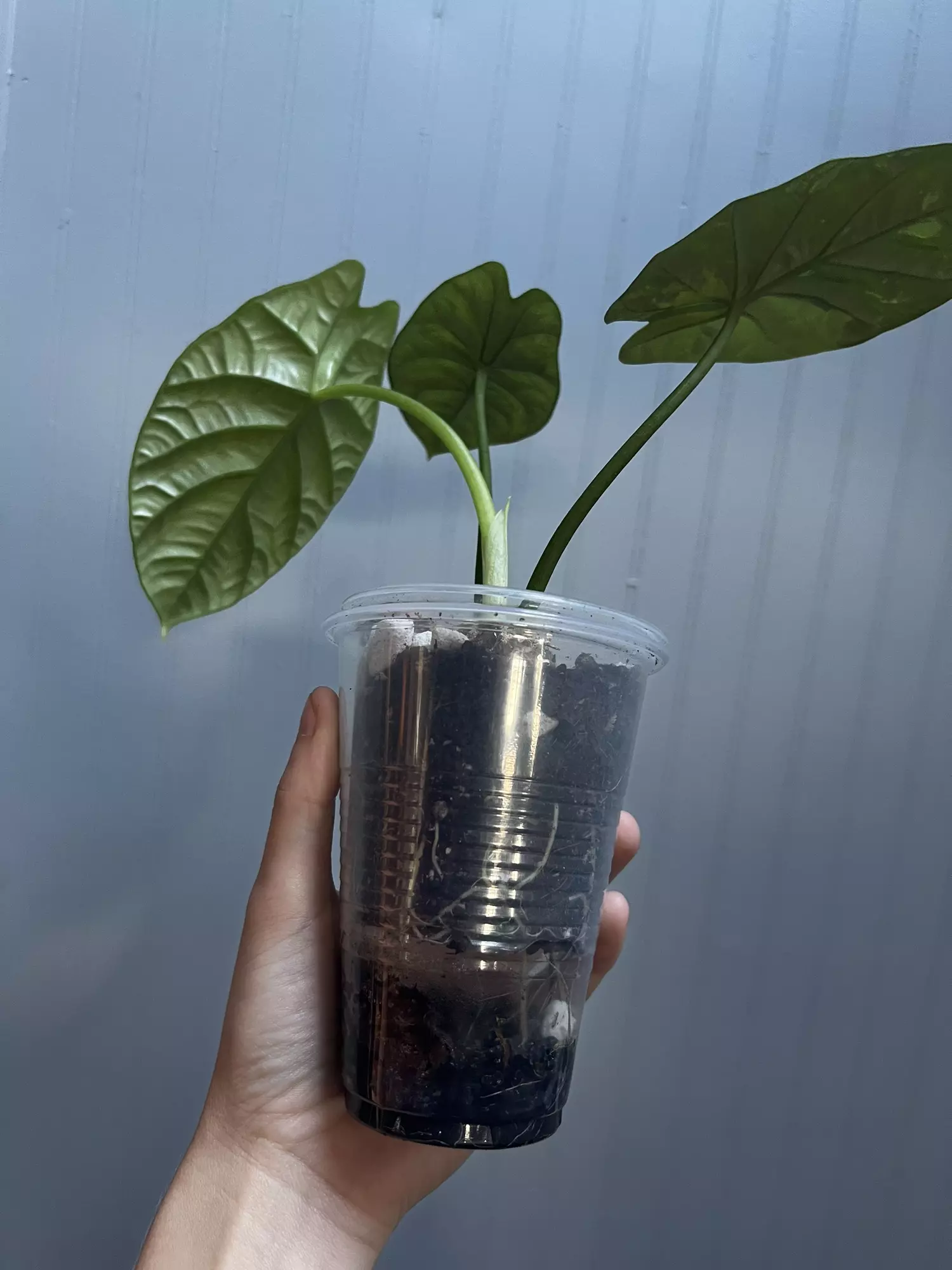plant/Alocasia Scalprum Variegated-3