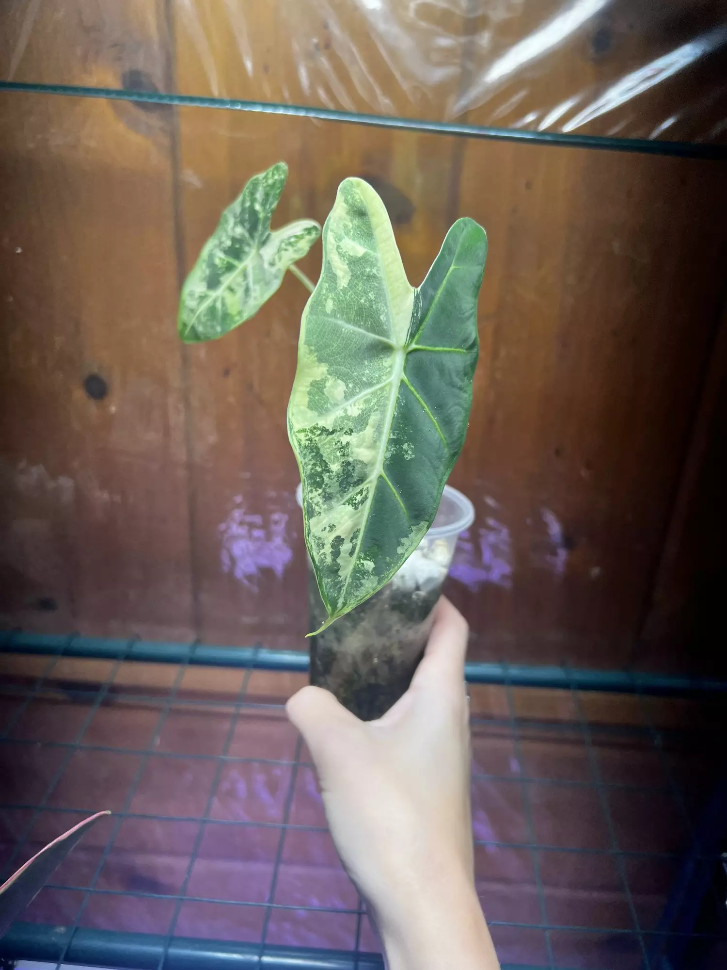 plant/Alocasia Frydek Variegated-0