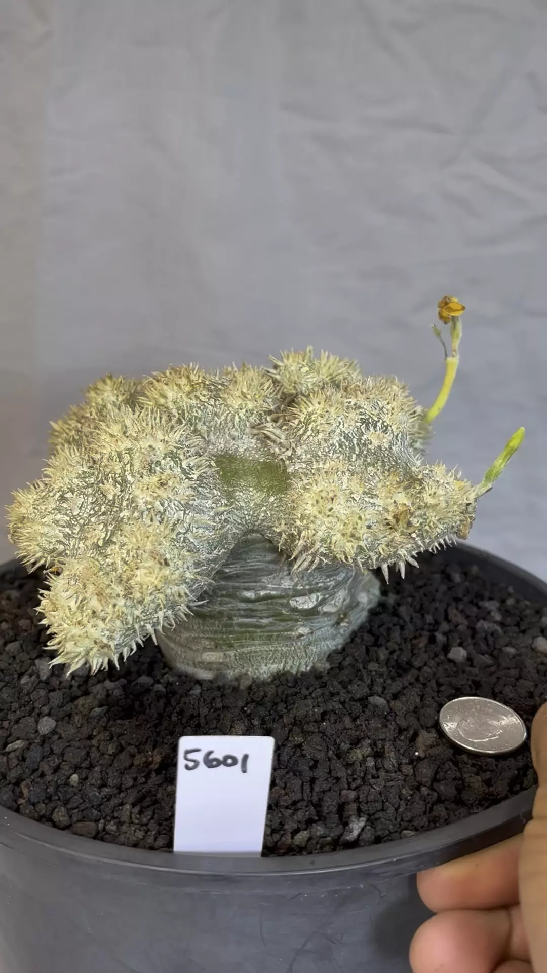 plant/5601 pachypodium brevicaule-1