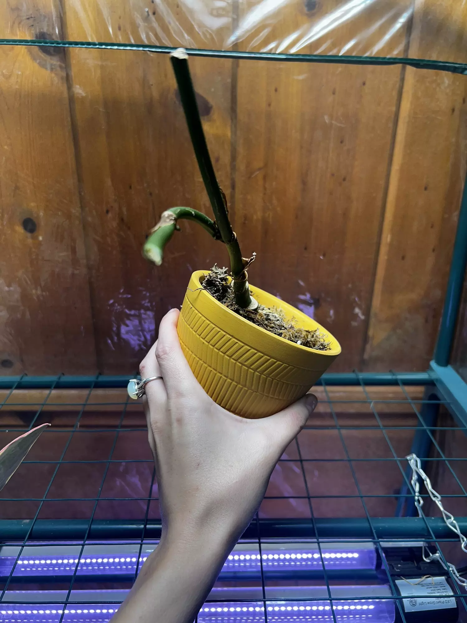 plant/Monstera Esqueletto Rooted Node with grow point-3