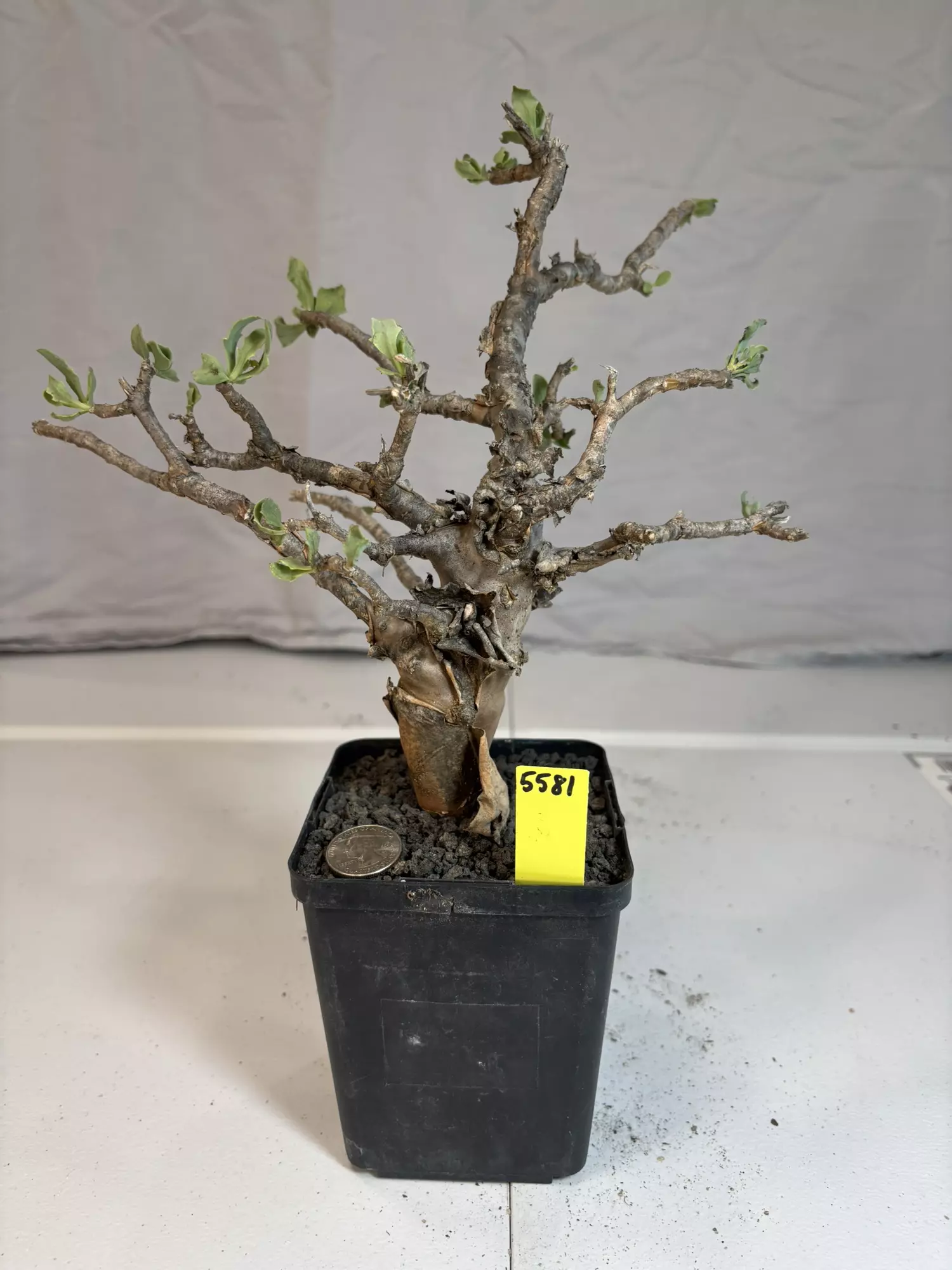 plant/5581 othanna lobata hybrid-0